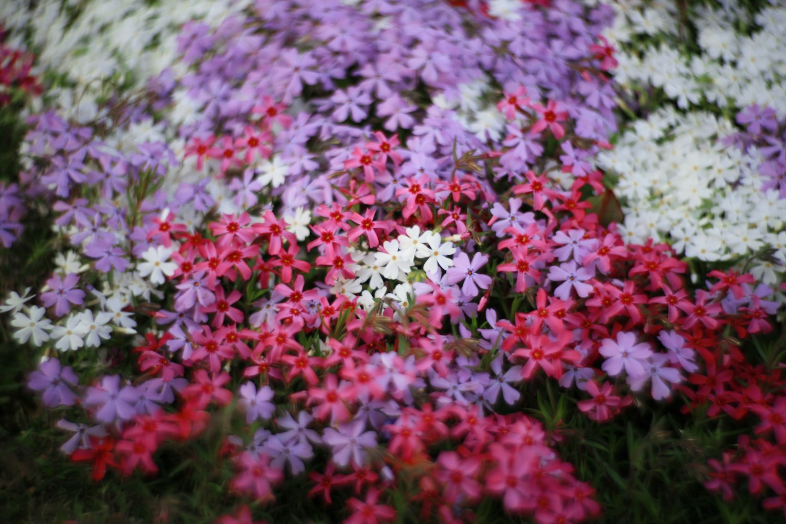 A vibrant mix of pink, purple, and white flowers in bloom