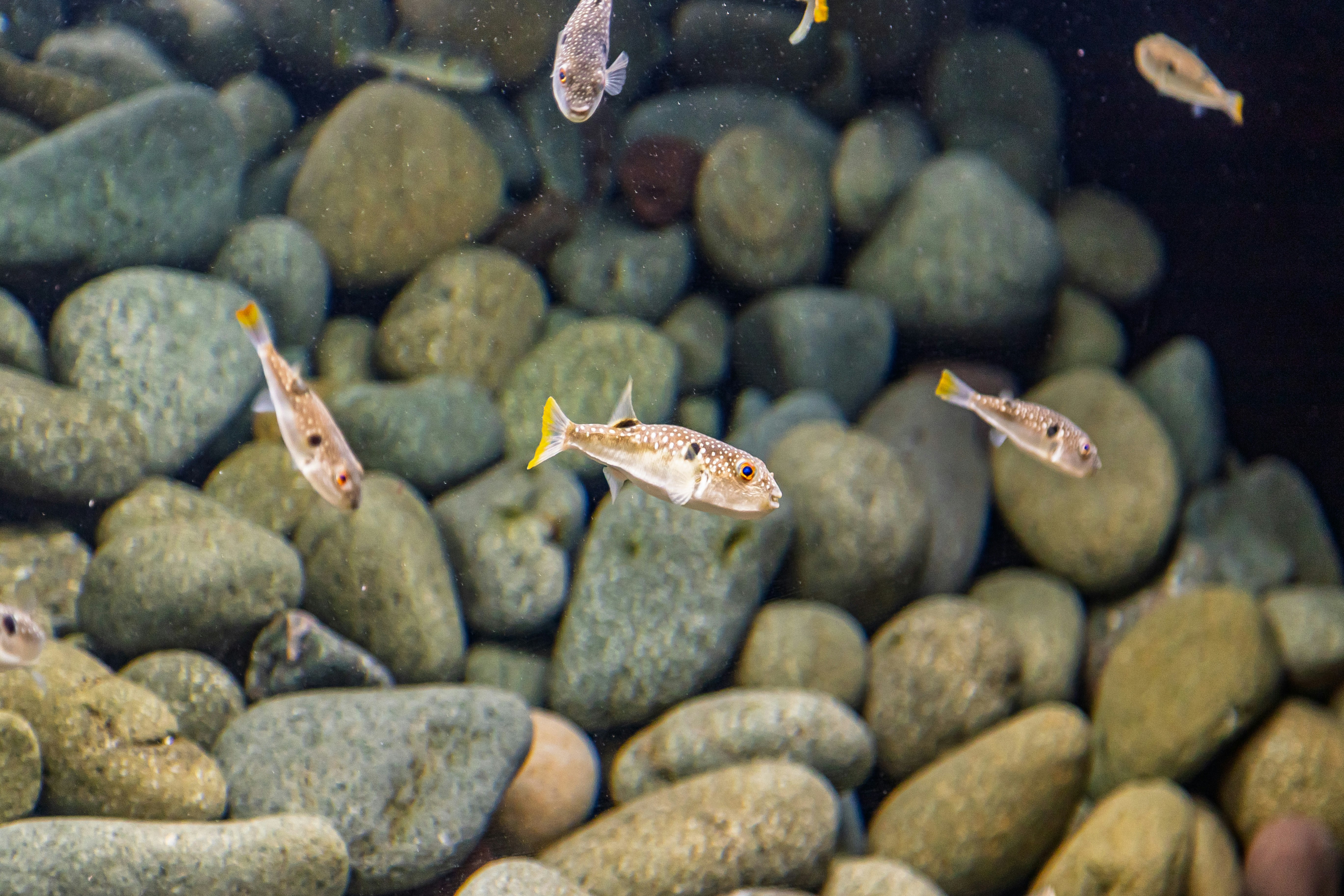 川辺の丸い石の上を泳ぐ小魚