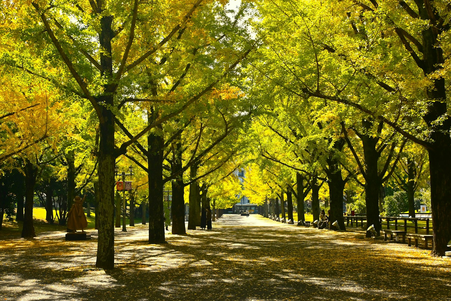 Sentier de parc bordé d'arbres aux feuillages jaunes vibrants