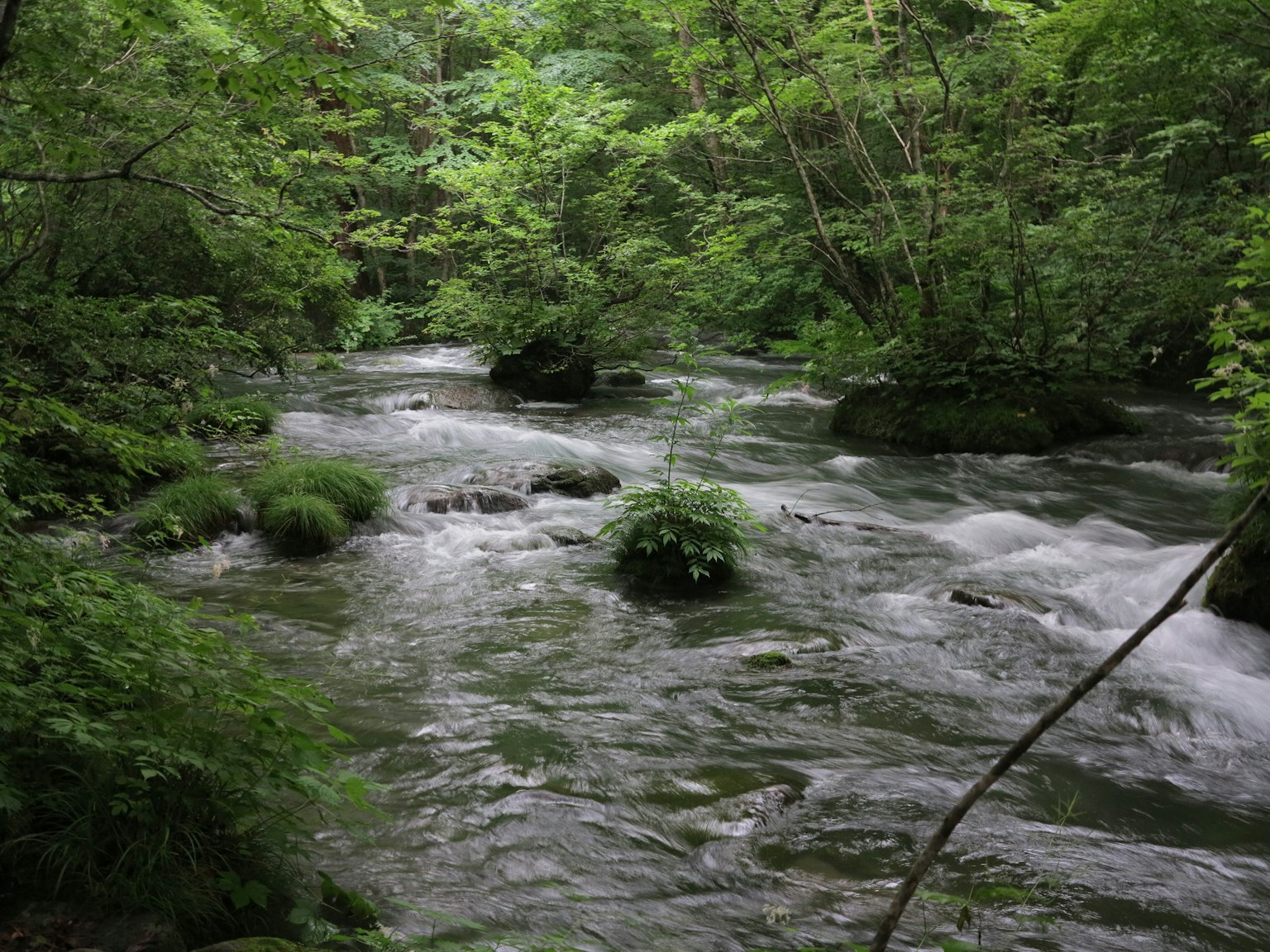 Una vista escénica de un arroyo claro que fluye a través de un bosque verde