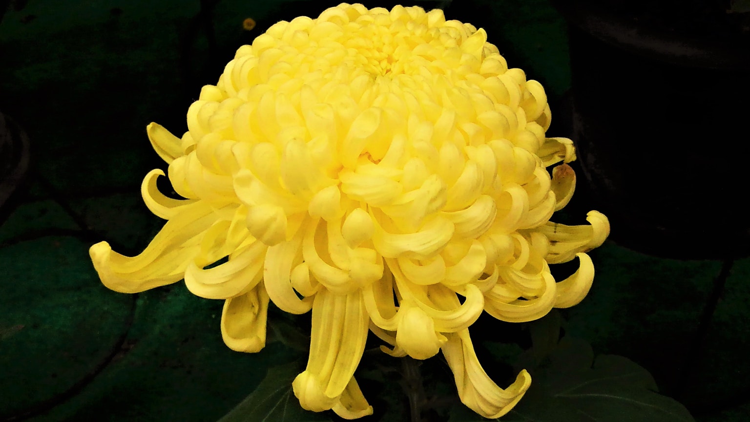 Gros plan d'une fleur de chrysanthème jaune avec des pétales enroulés magnifiques