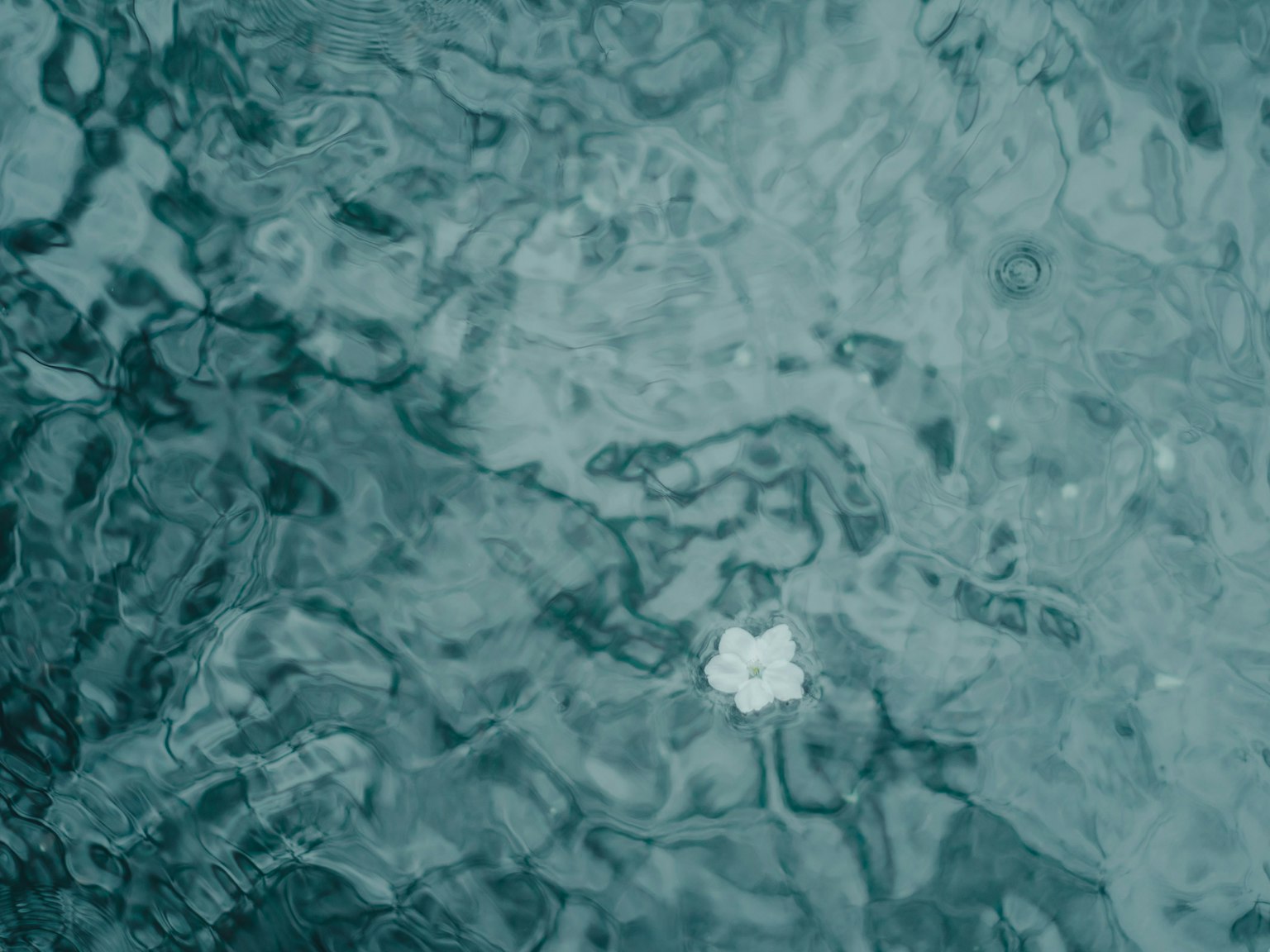 Un petalo di fiore bianco che galleggia su una superficie d'acqua blu texturizzata