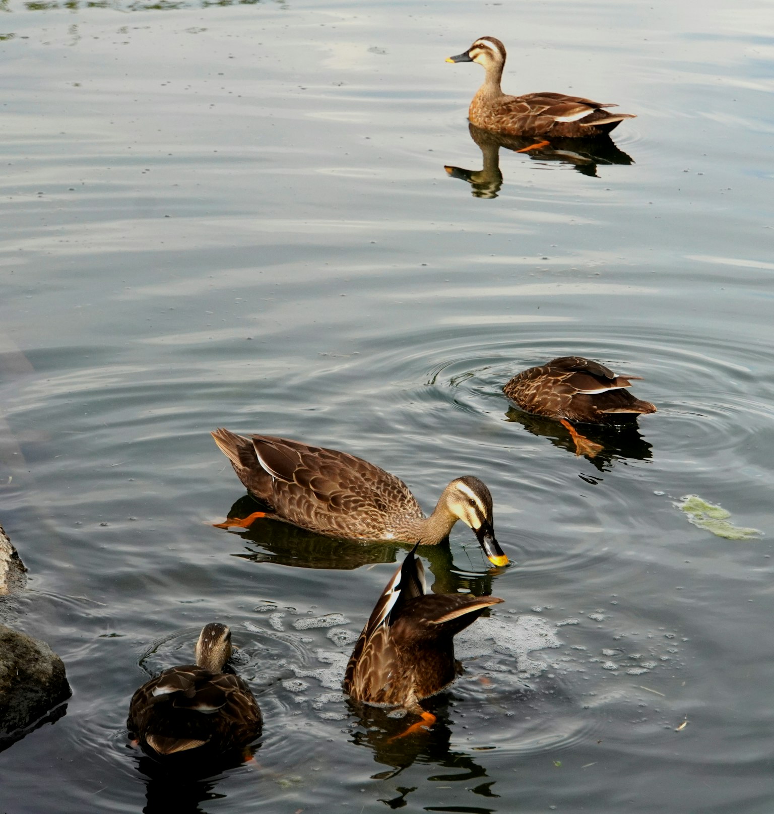 Groupe de canards nageant à la surface de l'eau avec des reflets