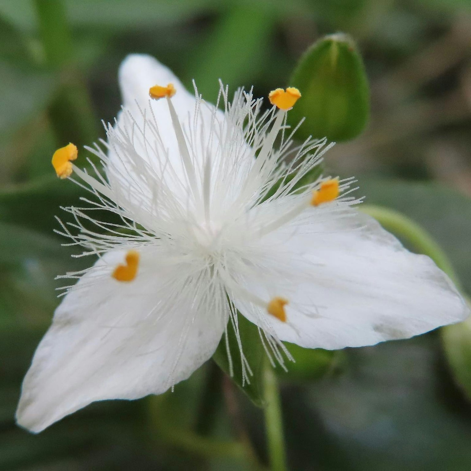 Acercamiento de una flor blanca con estambres amarillos