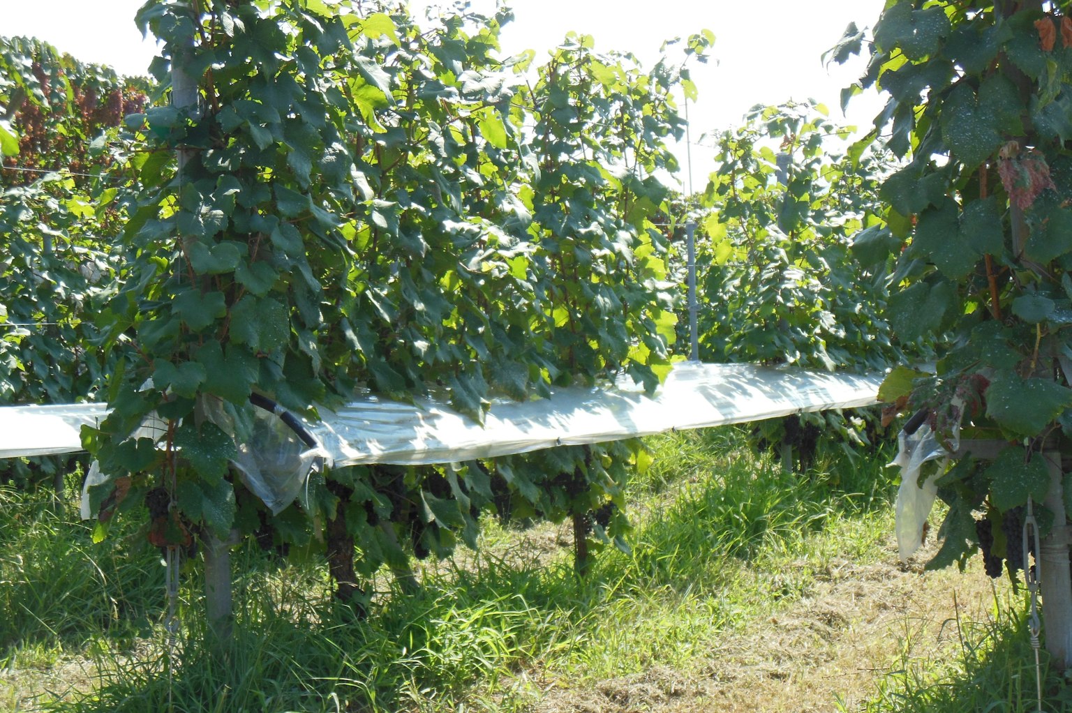 Lush grapevines in a vineyard with white trellises