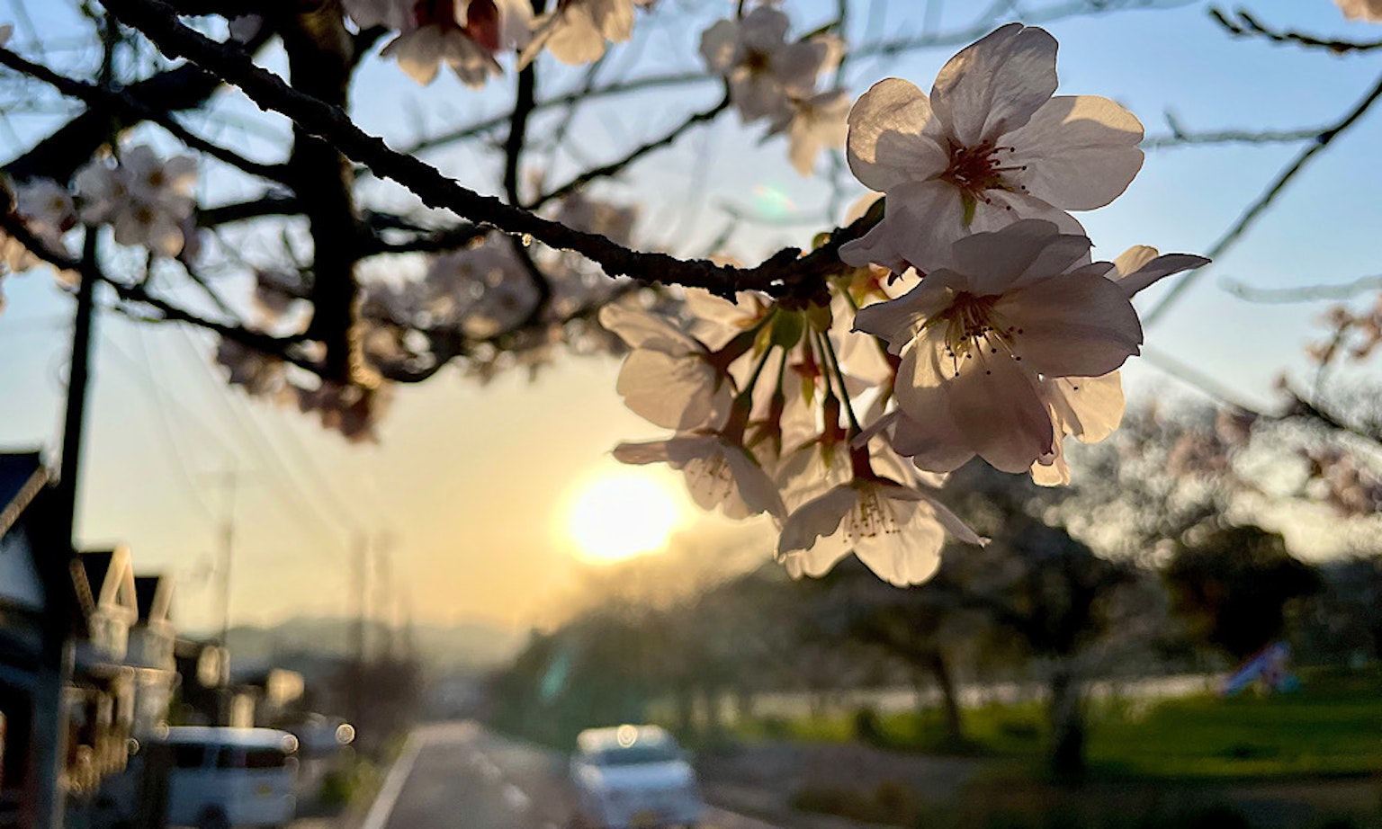 櫻花樹枝與背景中的日落