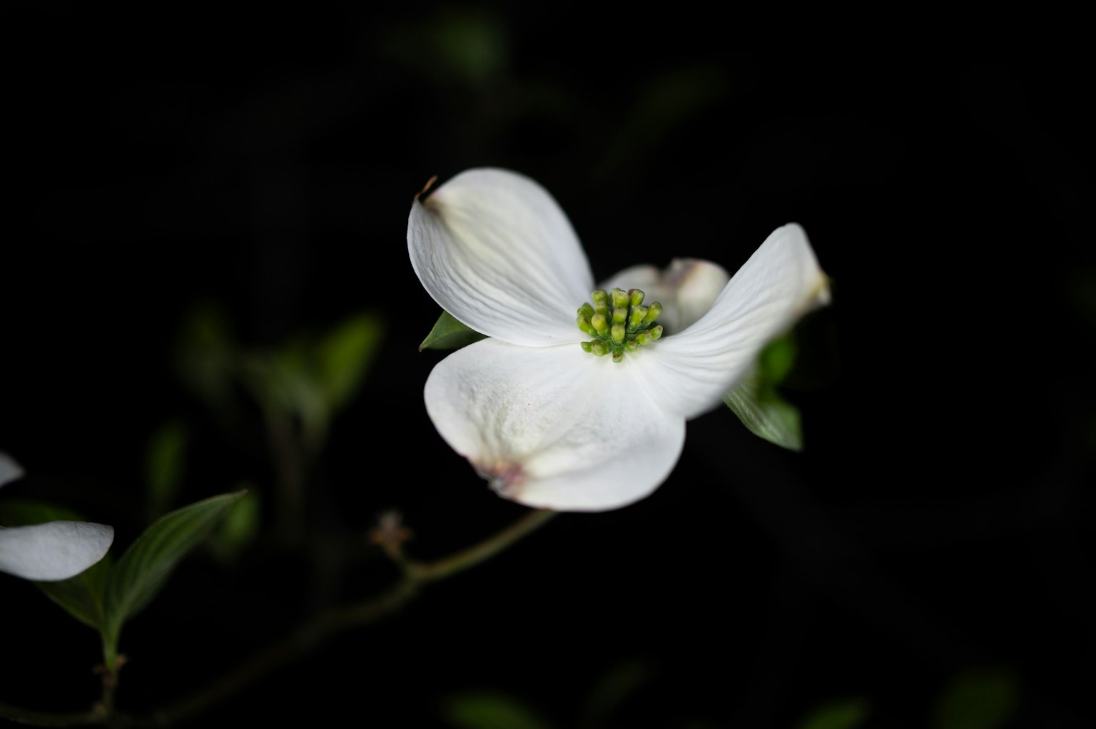 Nahaufnahme einer weißen Blume mit grünen Blättern vor dunklem Hintergrund