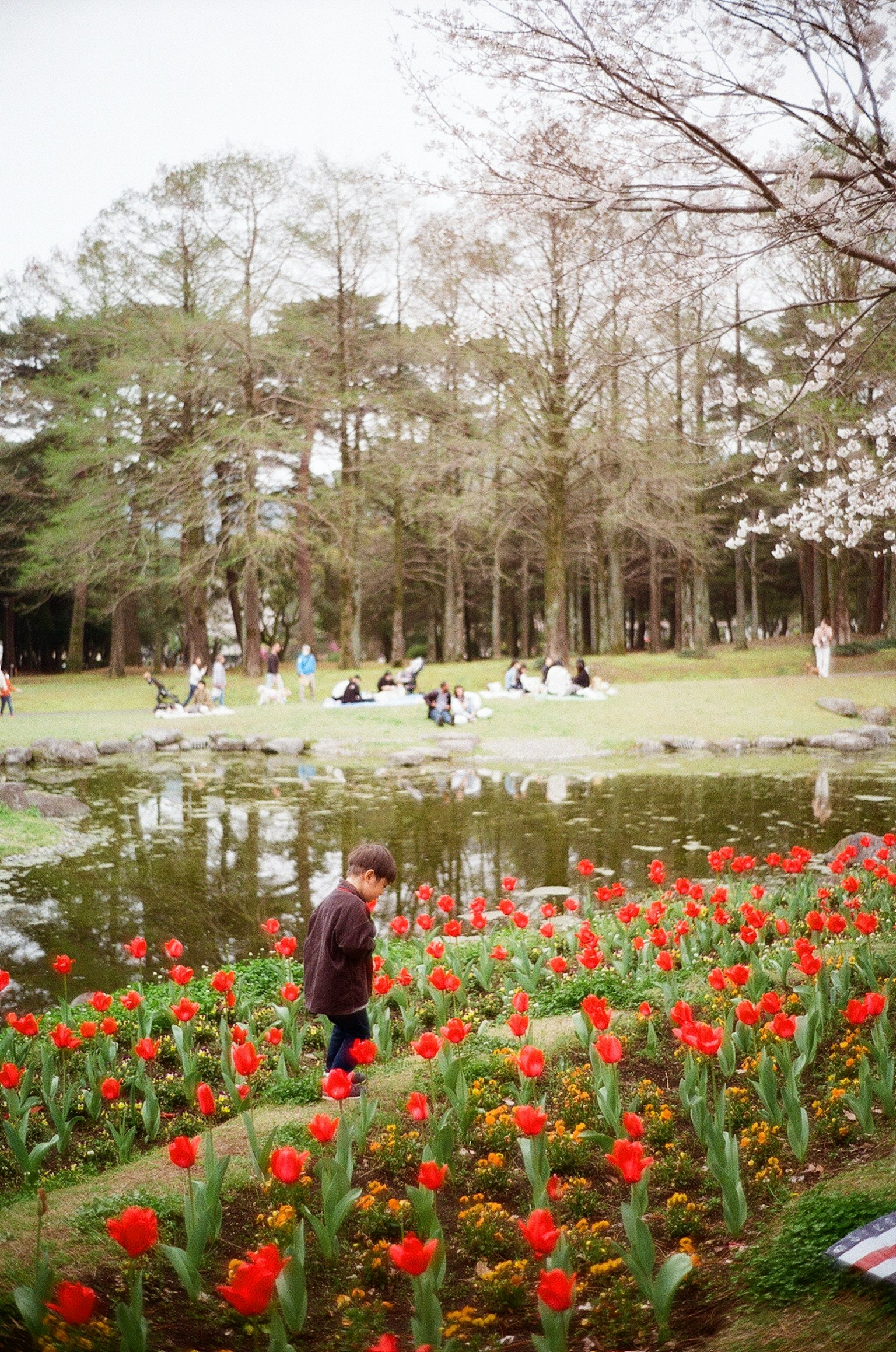 A child walking through a park with blooming red tulips by a pond
