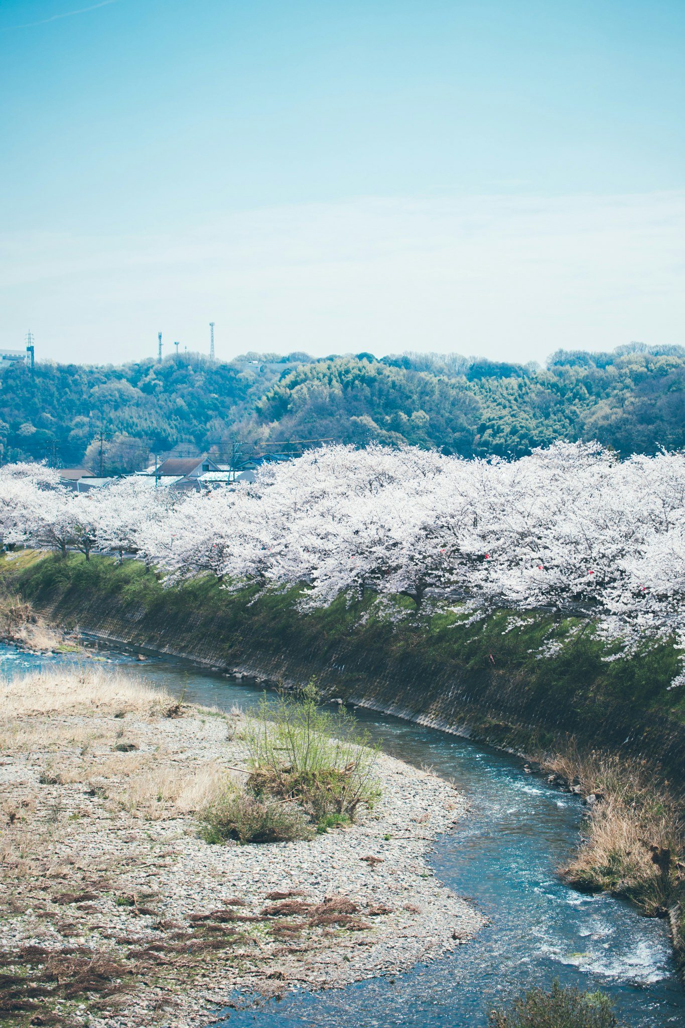 川沿いに広がる桜の花と青空の風景