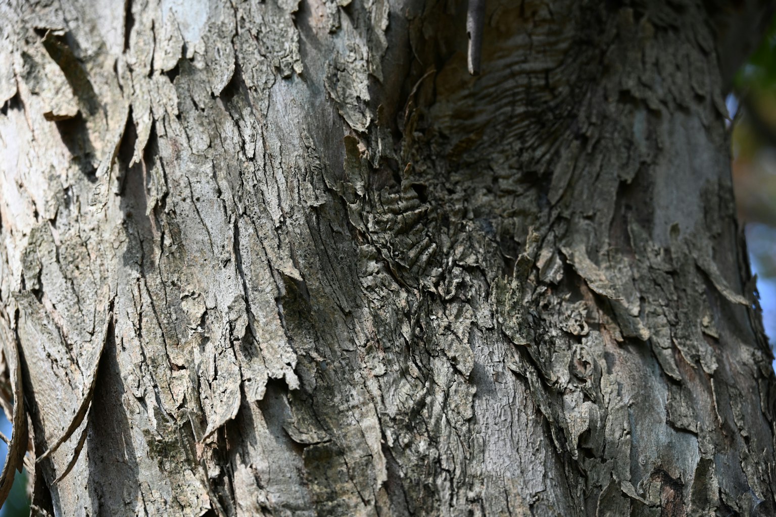 Gros plan sur l'écorce d'un arbre montrant des textures et des couches complexes