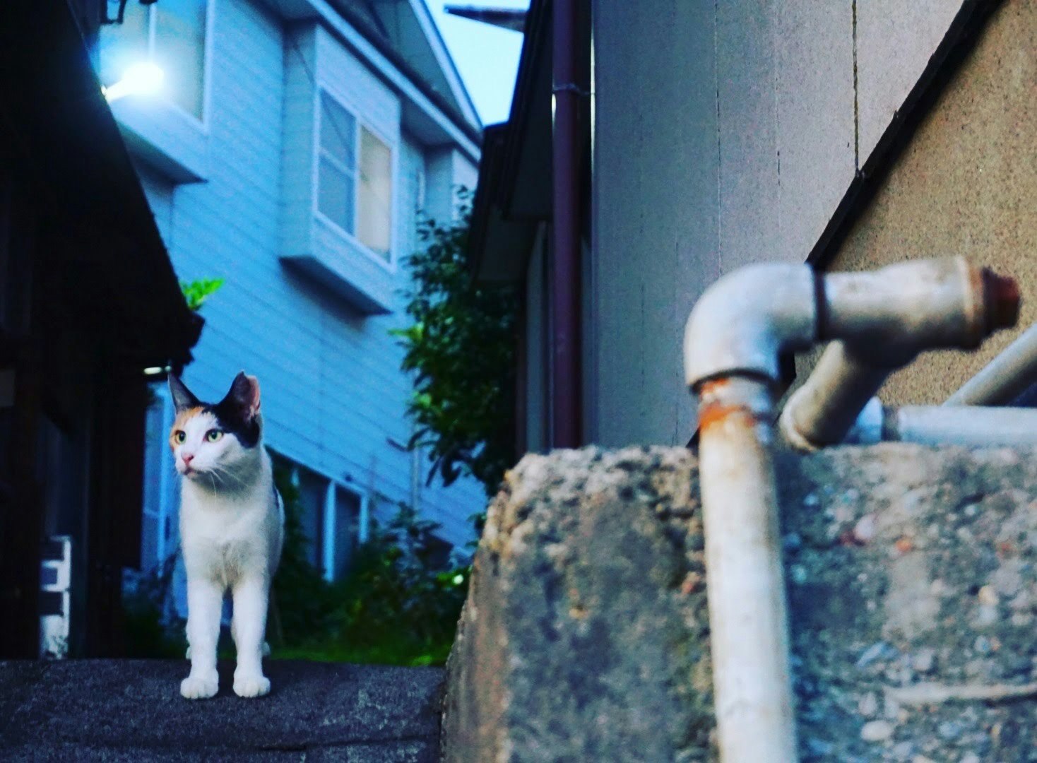 朝の路地で見つめる猫
