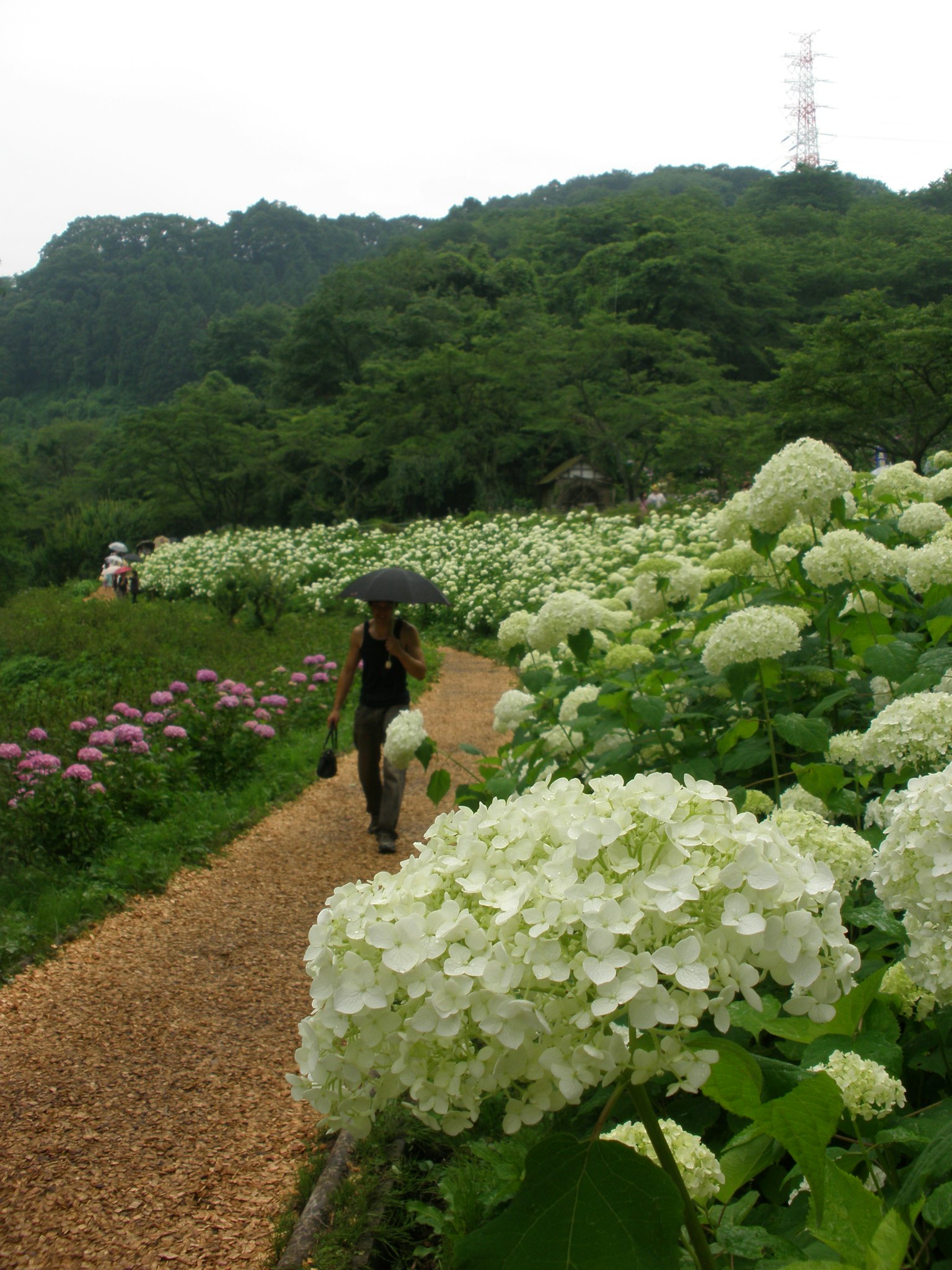 하얀 수국과 녹색 언덕이 있는 길을 걷는 사람