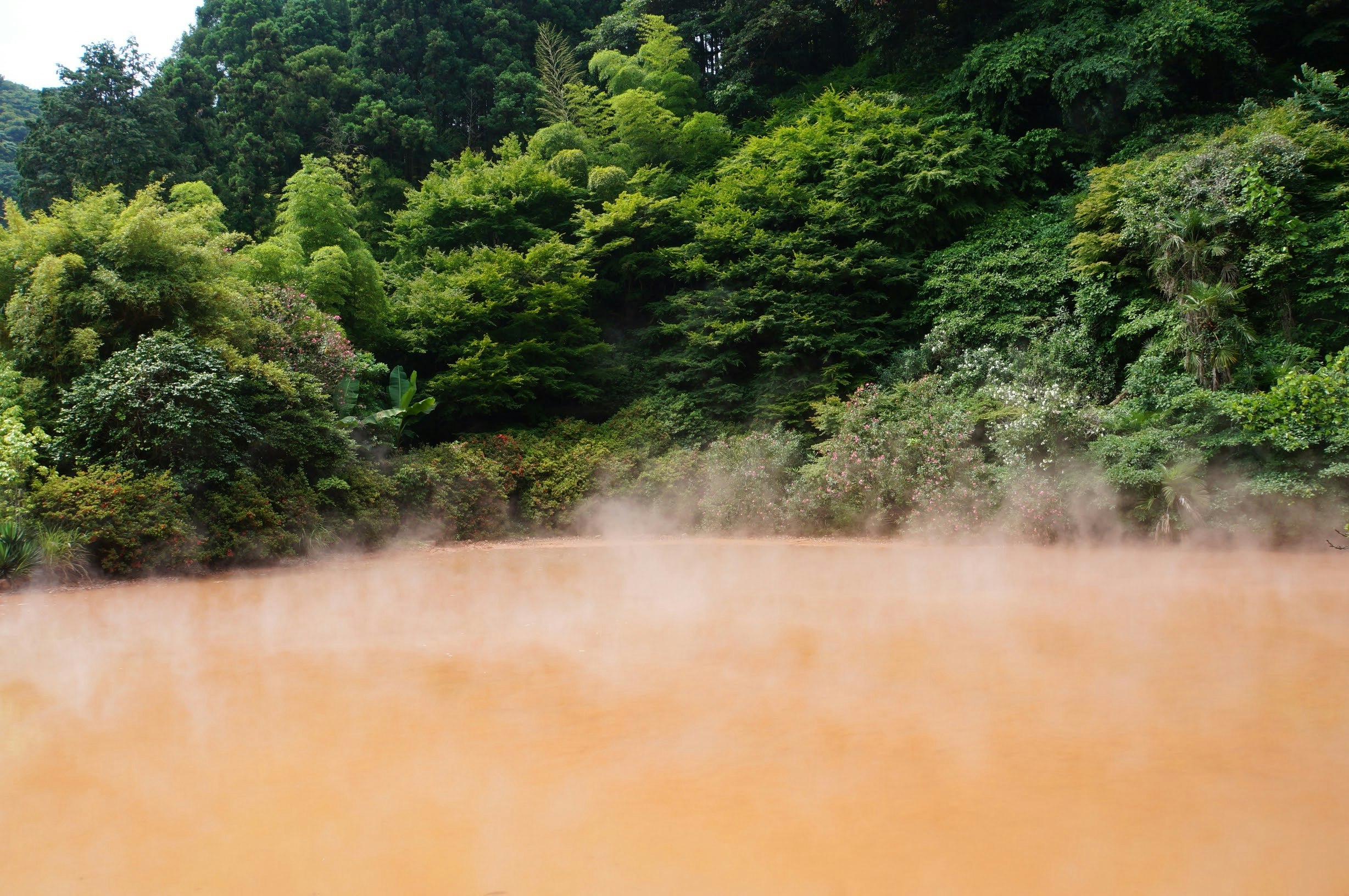 霧の中に広がる緑の山肌の景色