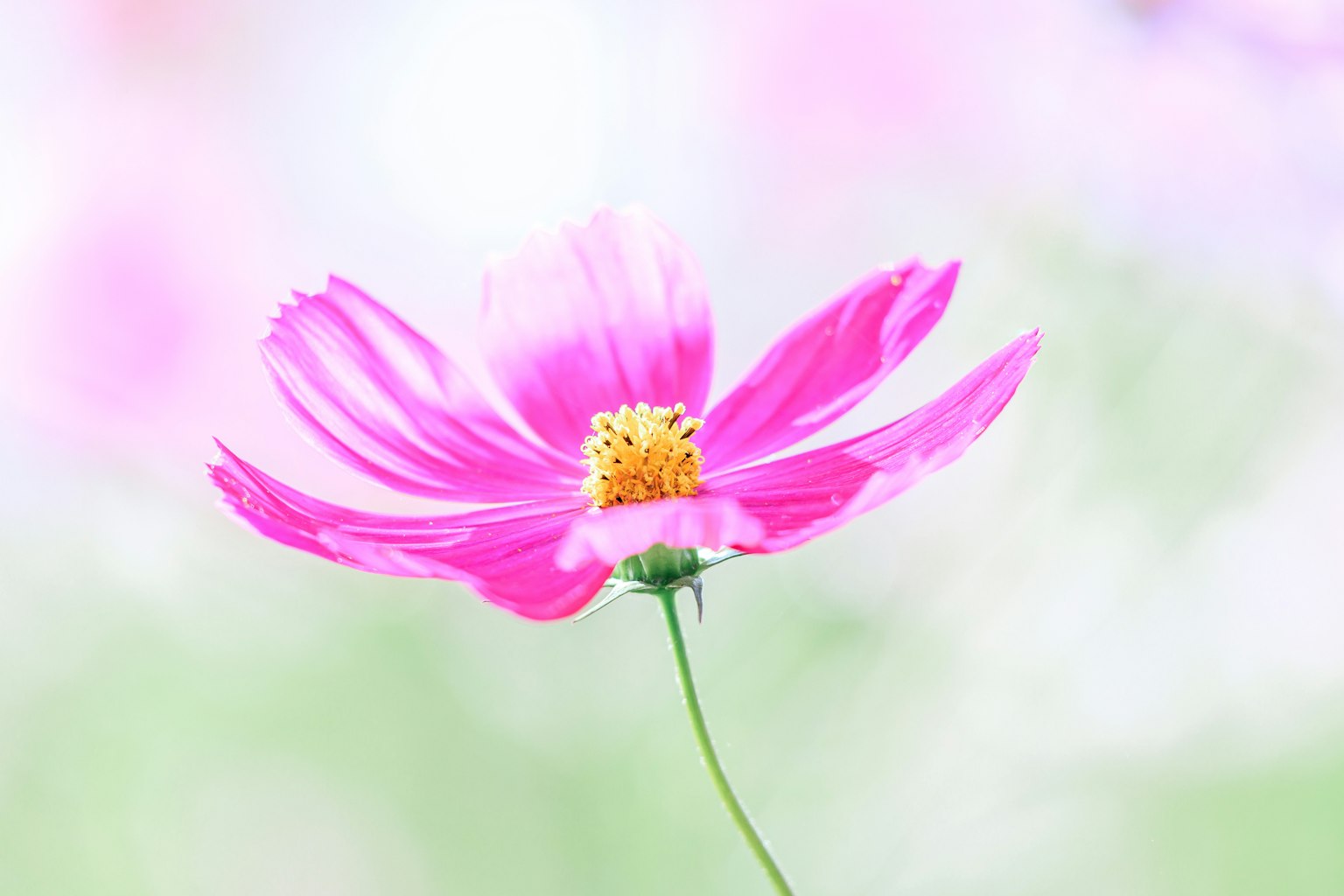 Eine blühende rosa Kosmosblume mit einem weichen verschwommenen Hintergrund