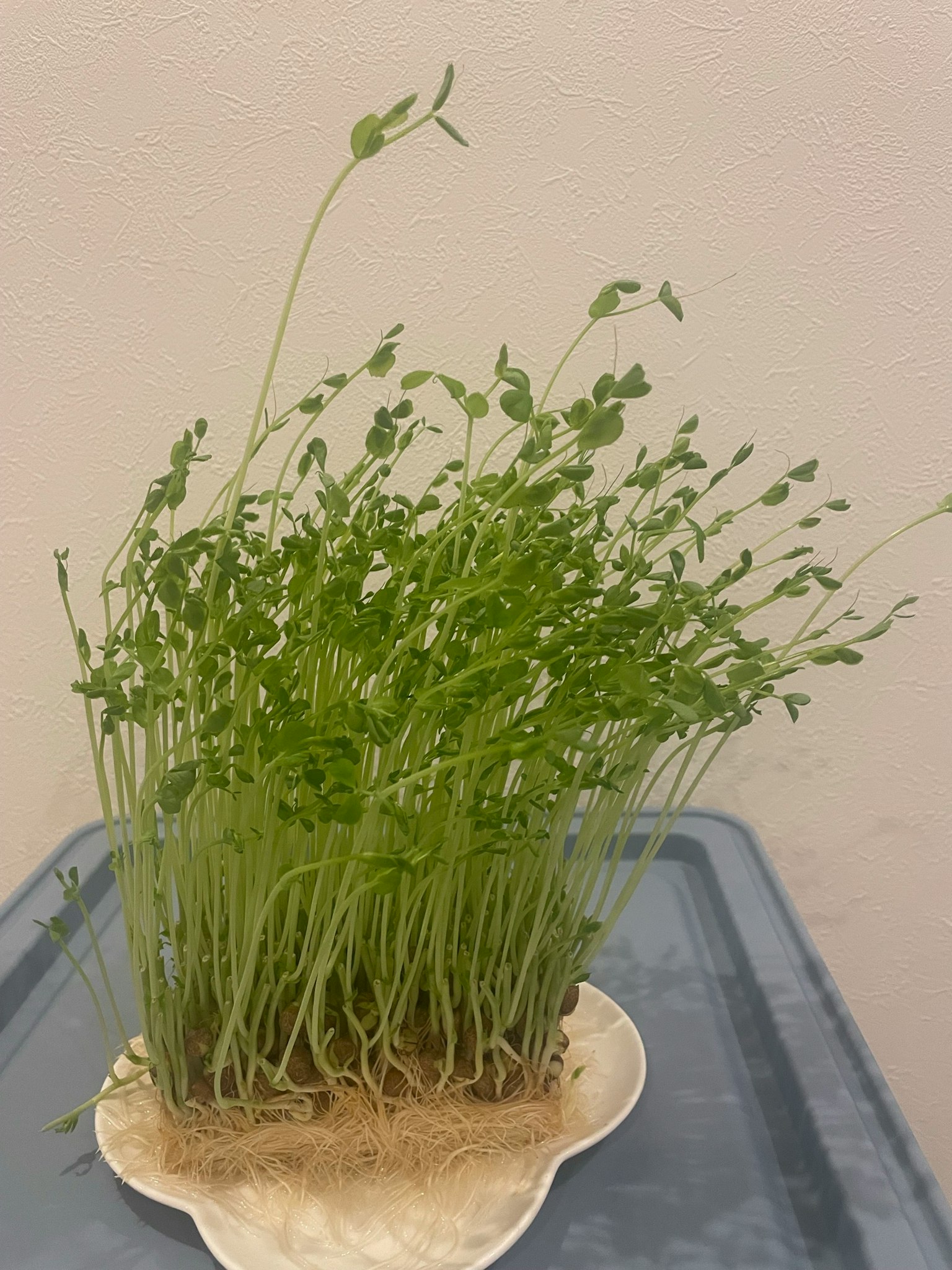 Một cụm cây xanh tươi tốt mọc trên đĩa trắng