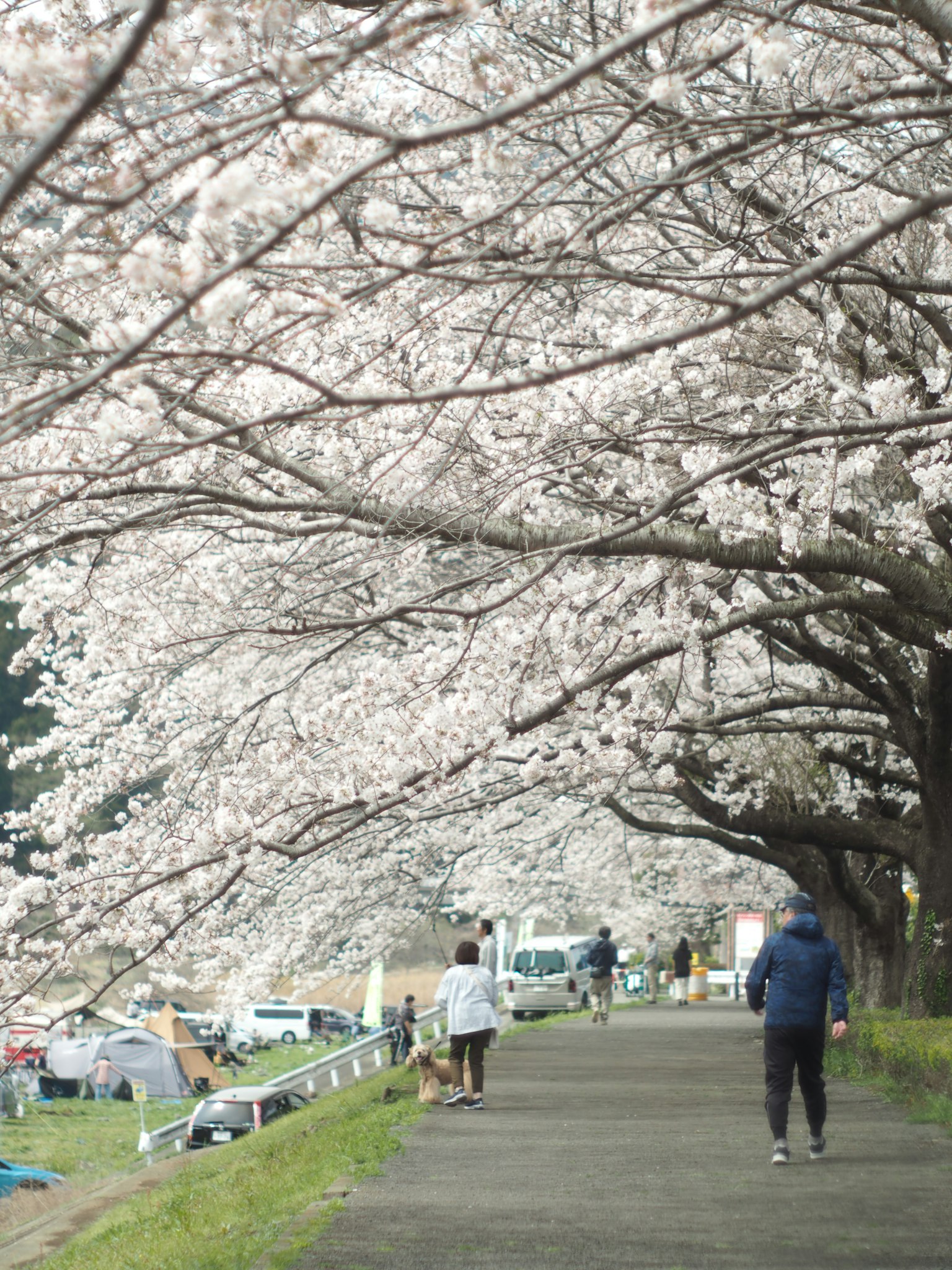 Persone che camminano lungo un sentiero fiancheggiato da alberi di ciliegio in fiore