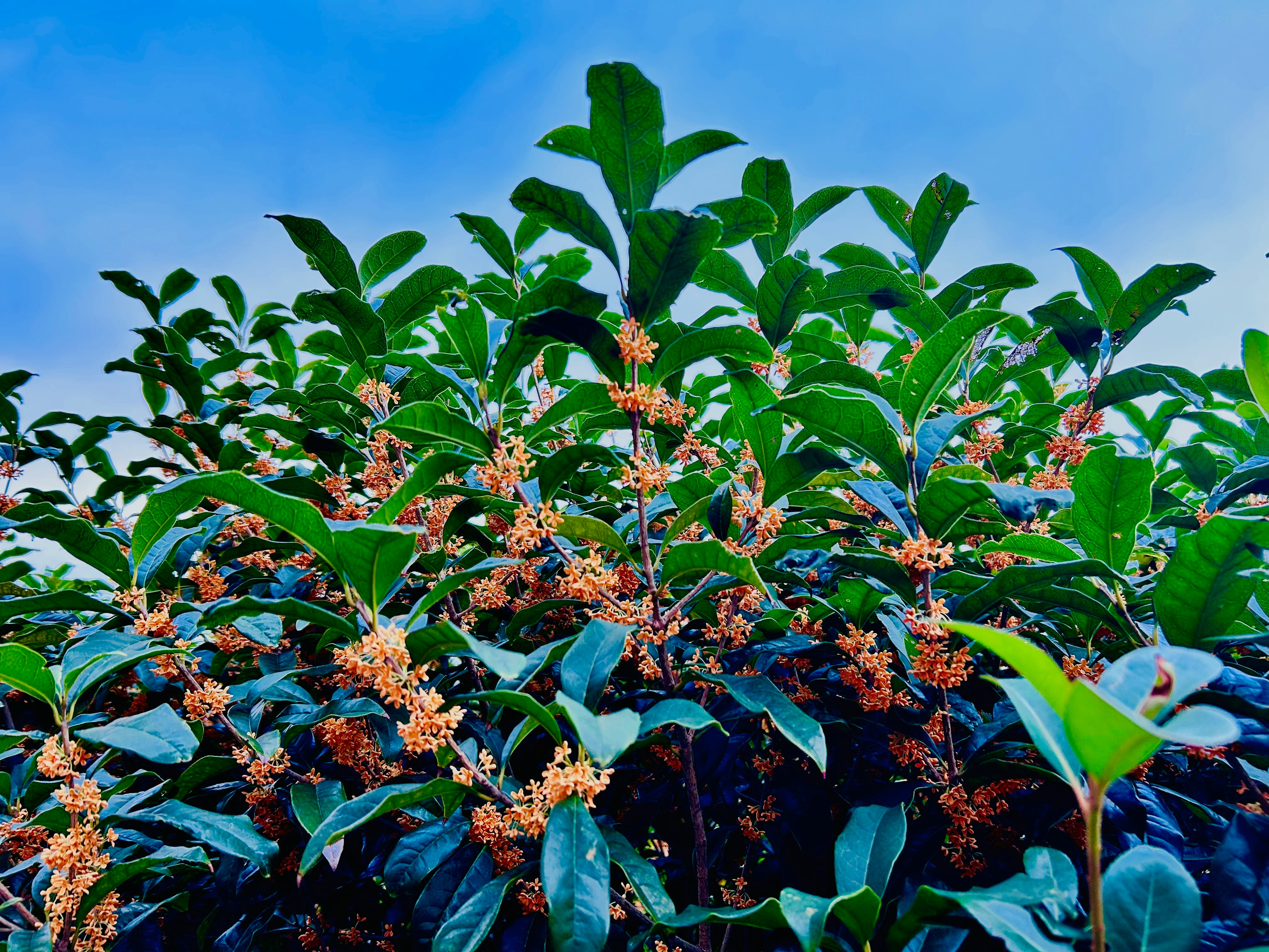 Kinnmokusei (golden osmanthus) blossoms on a tree under a blue sky