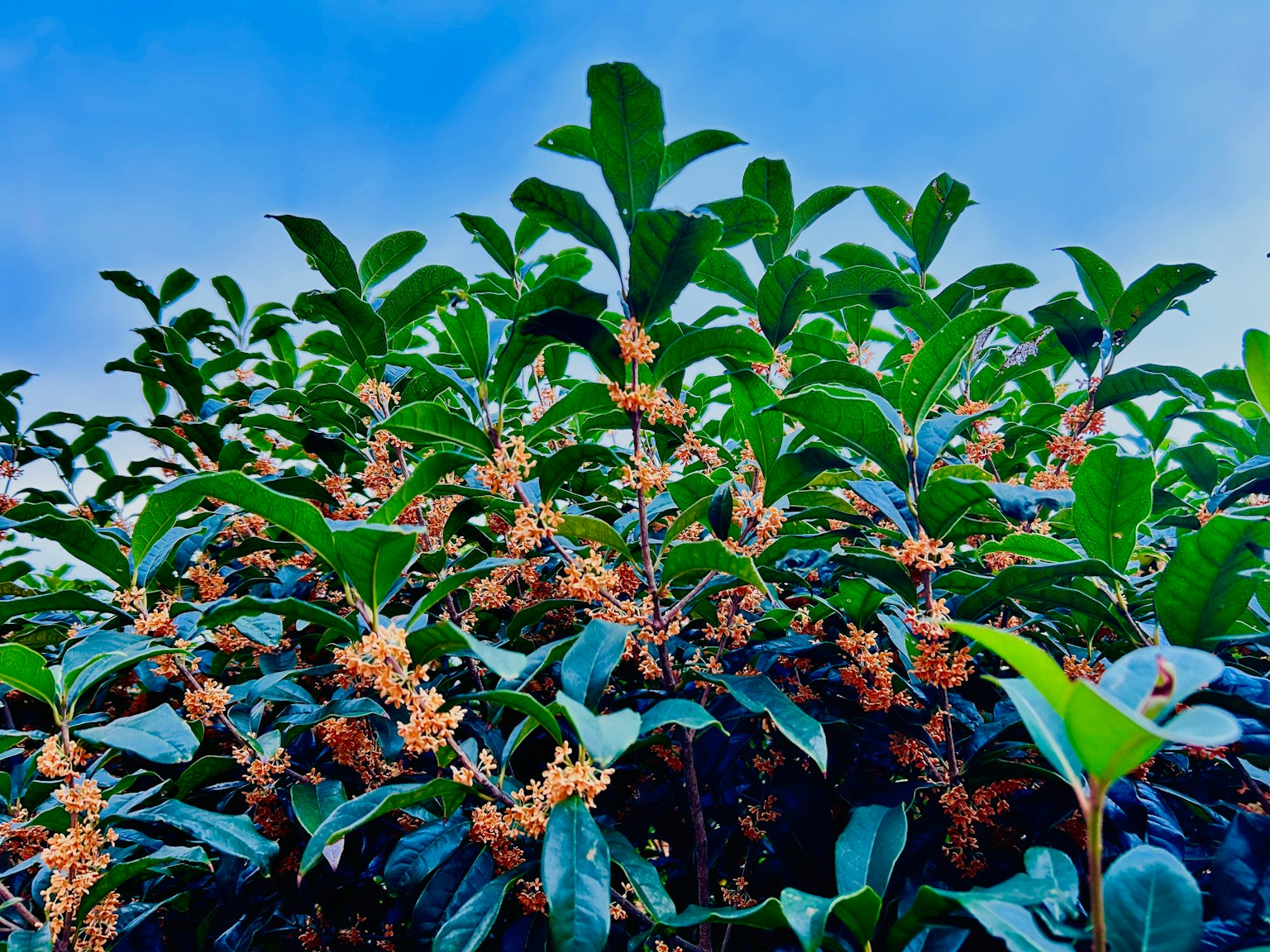 青い空の下で咲く茶の木の花と葉