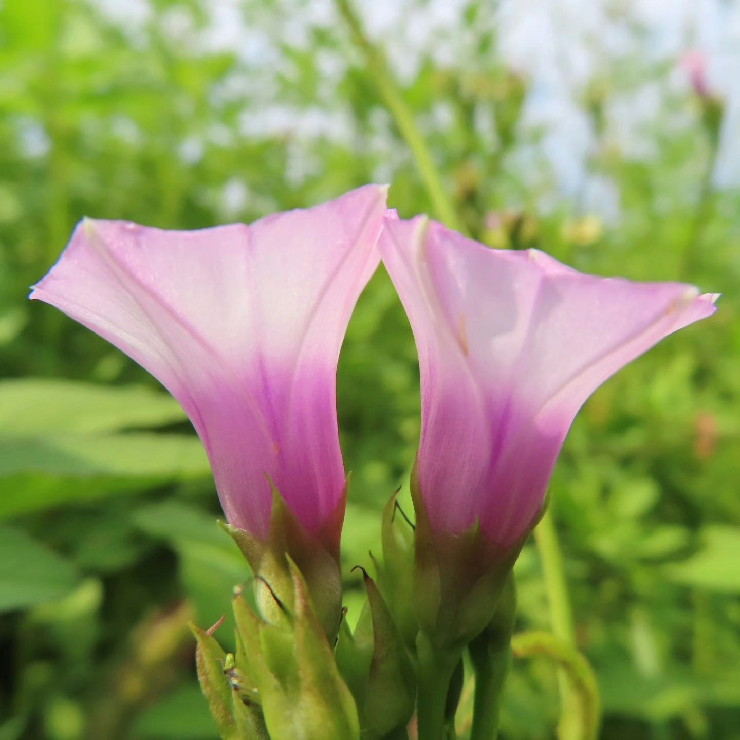 粉色牵牛花盛开，花园柔和散景背景