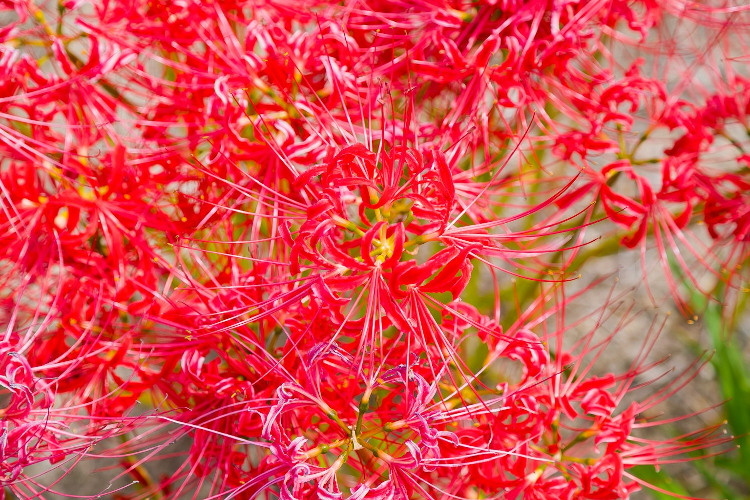 一簇生動的紅色花朵，帶有長花瓣