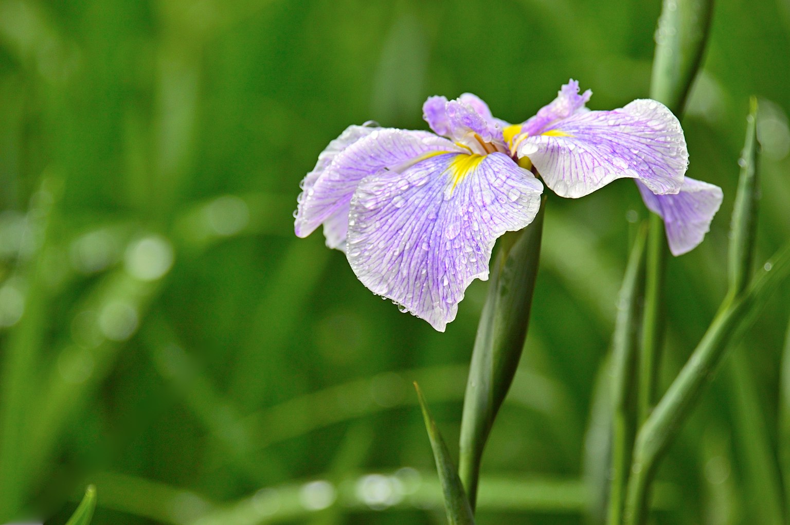 Eine lebhafte lila Irisblume mit gelben Akzenten umgeben von üppigem grünem Gras