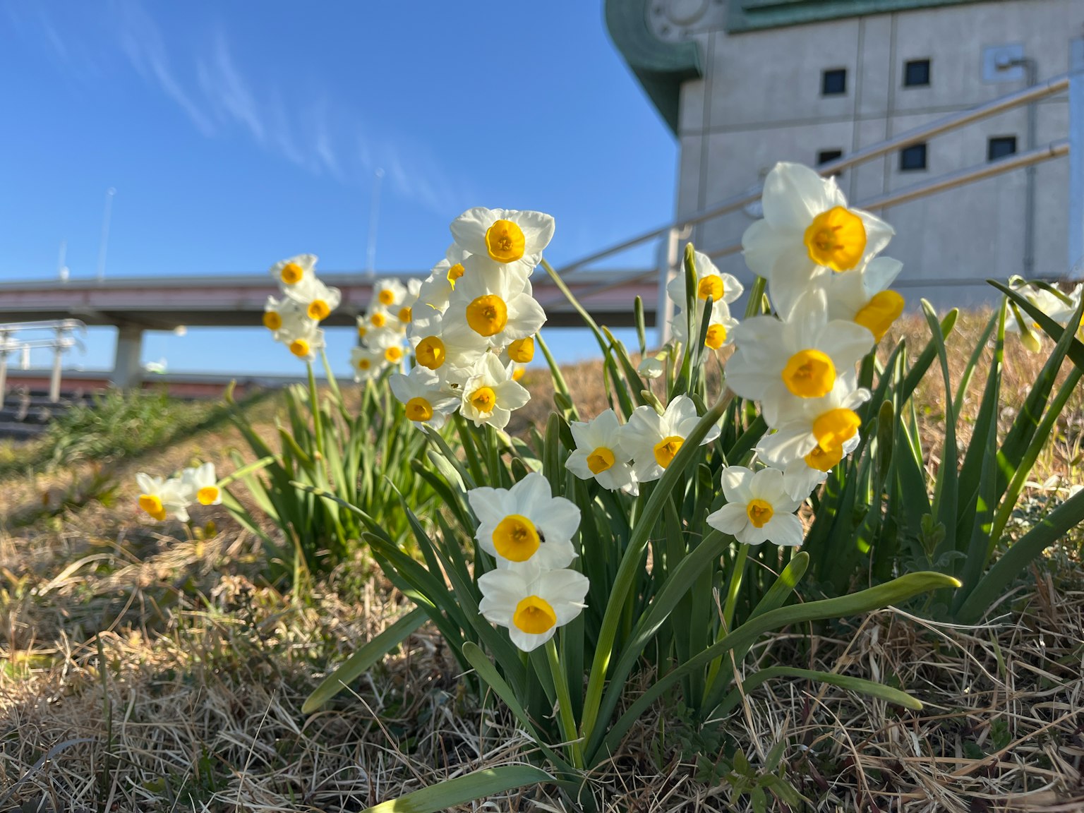 Cluster aus weißen Narzissen mit gelben Zentren vor blauem Himmel