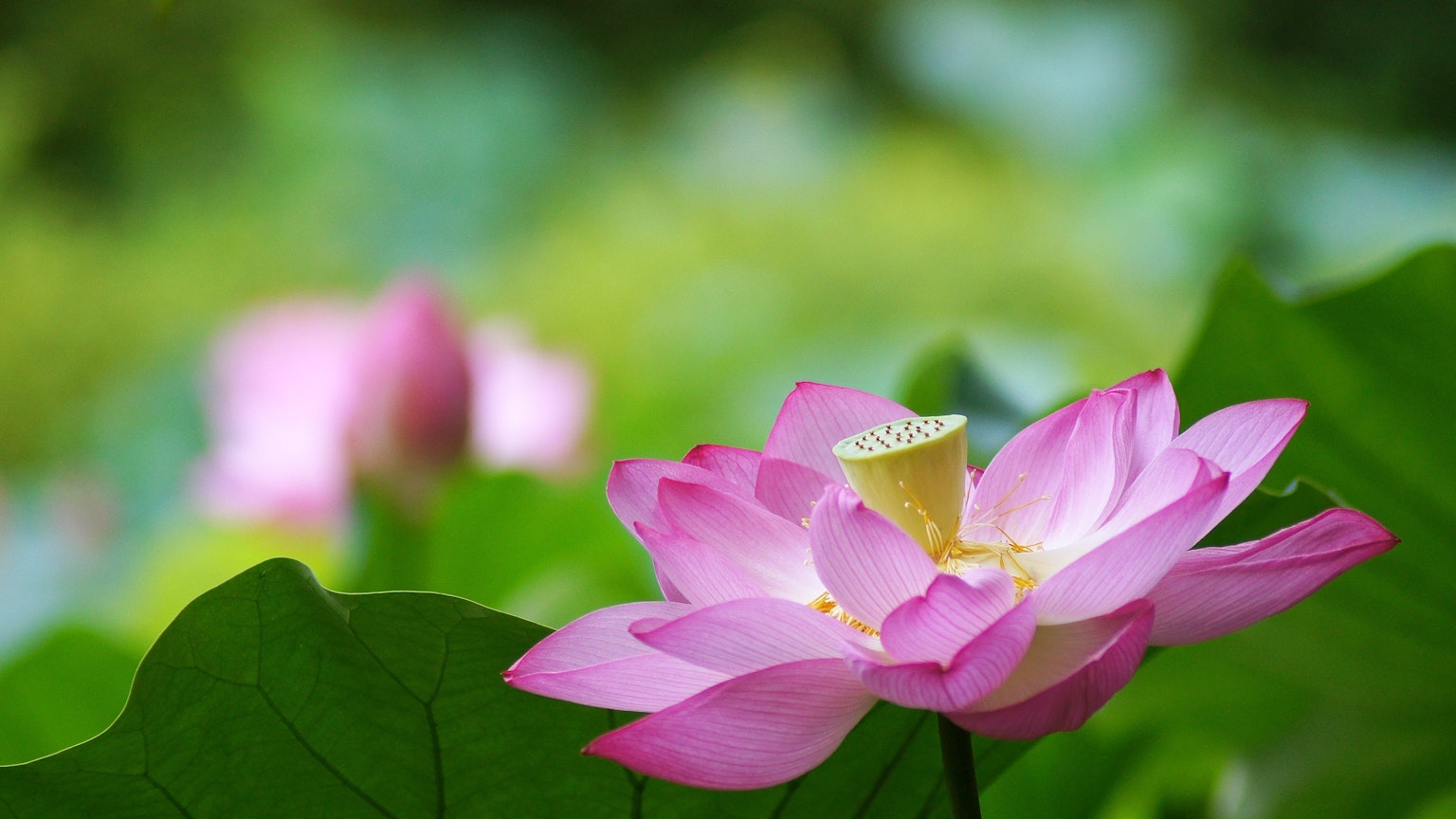 Una hermosa flor de loto rosa que florece sobre hojas verdes