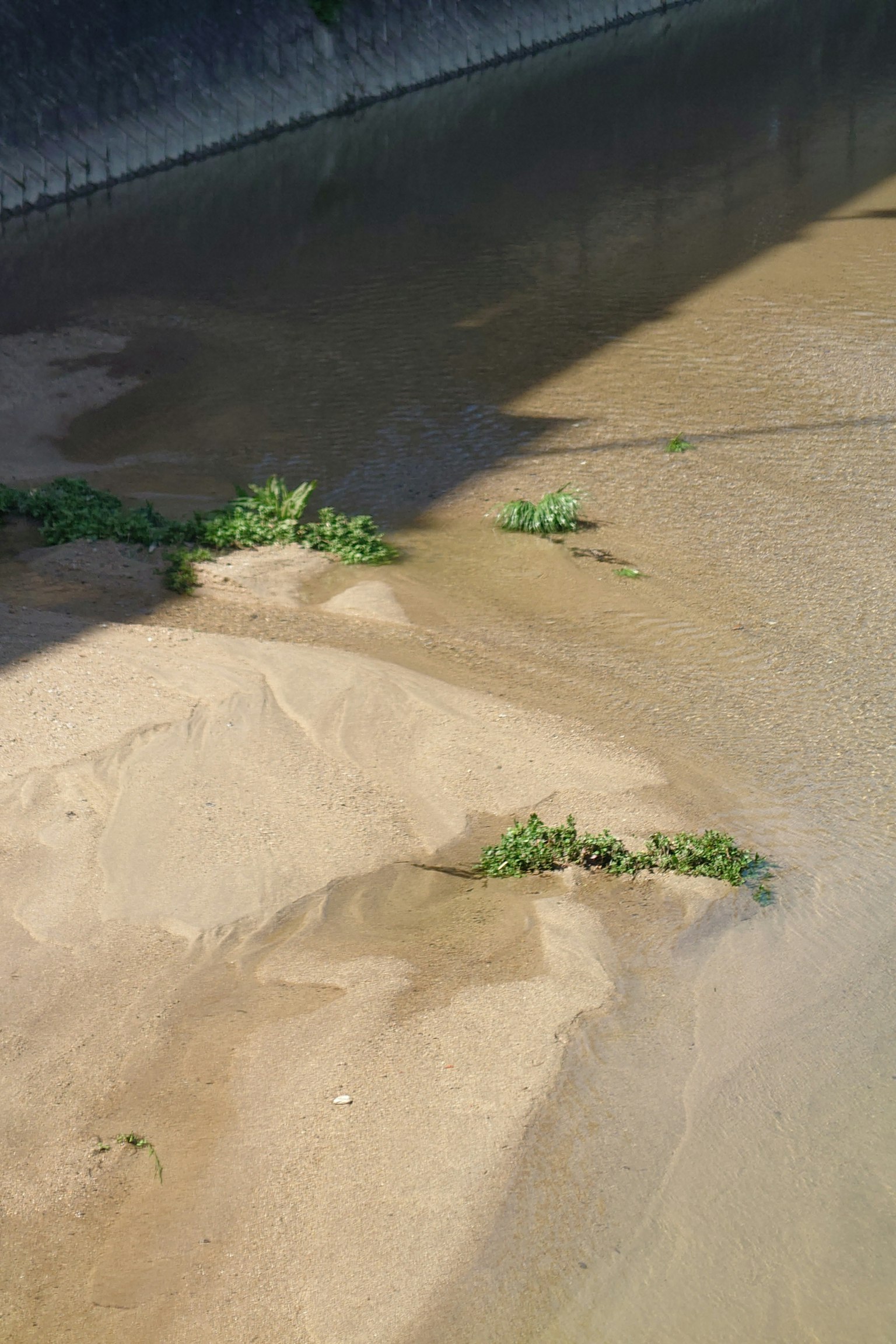 Piante verdi che crescono su una riva sabbiosa con acqua che scorre