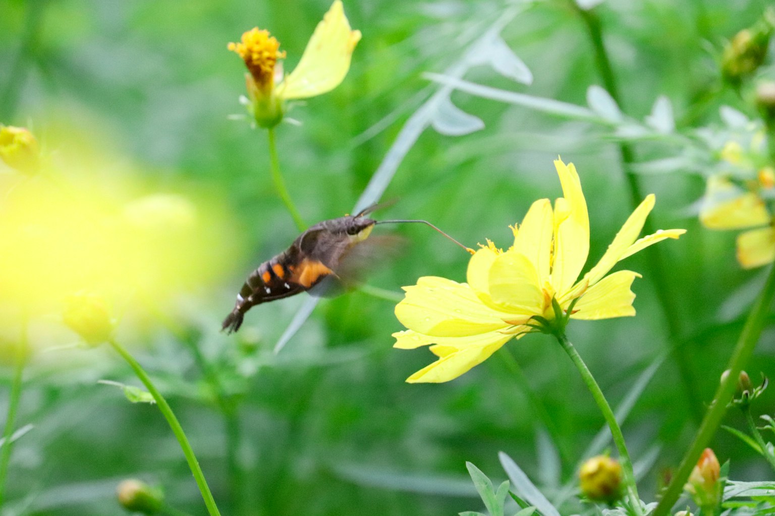 Papillon près de fleurs jaunes avec feuillage vert
