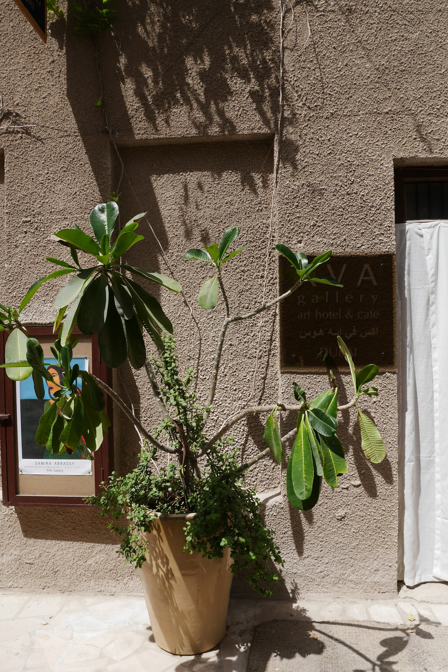 Une plante verte dans un grand pot sous un soleil brillant à côté d'un mur simple et d'une fenêtre