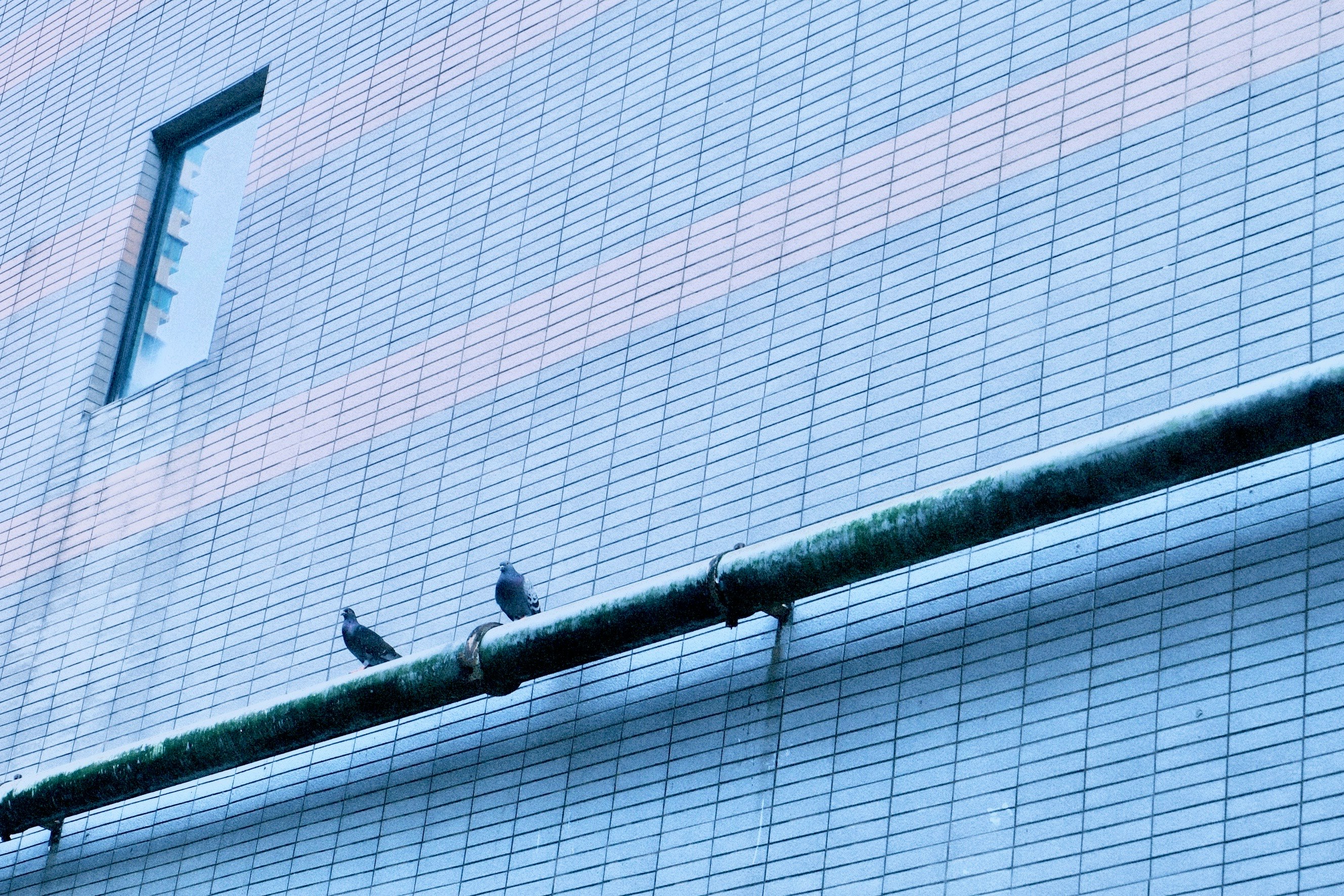 ガラス張りの建物の外壁に並ぶ鳥