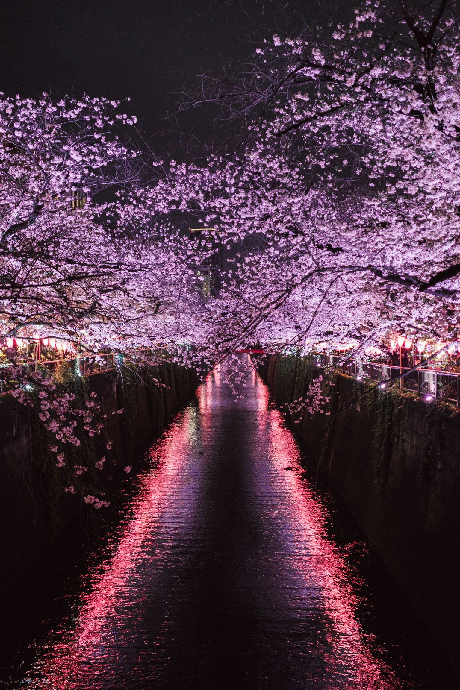 Scène de rivière magnifique avec des cerisiers en fleurs la nuit reflétant sur l'eau