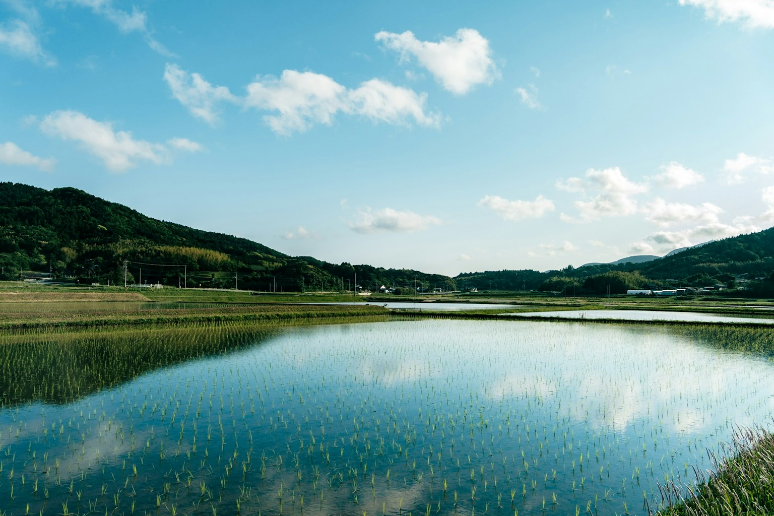 Malersicher Blick auf Reisfelder, die den blauen Himmel und die Wolken mit grünen Reispflanzen und Hügeln reflektieren
