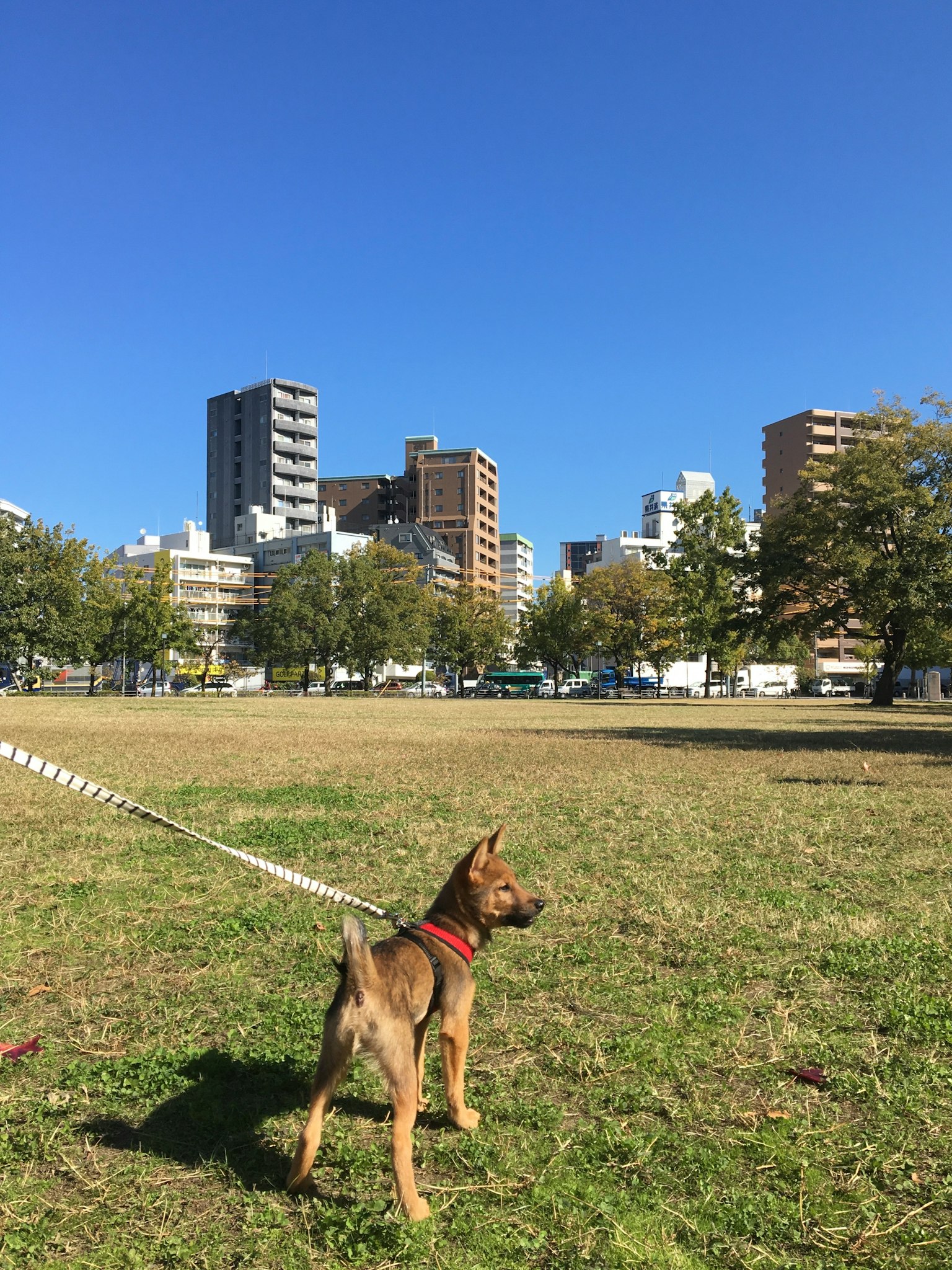 Chien debout sur l'herbe avec des bâtiments urbains en arrière-plan sous un ciel bleu clair