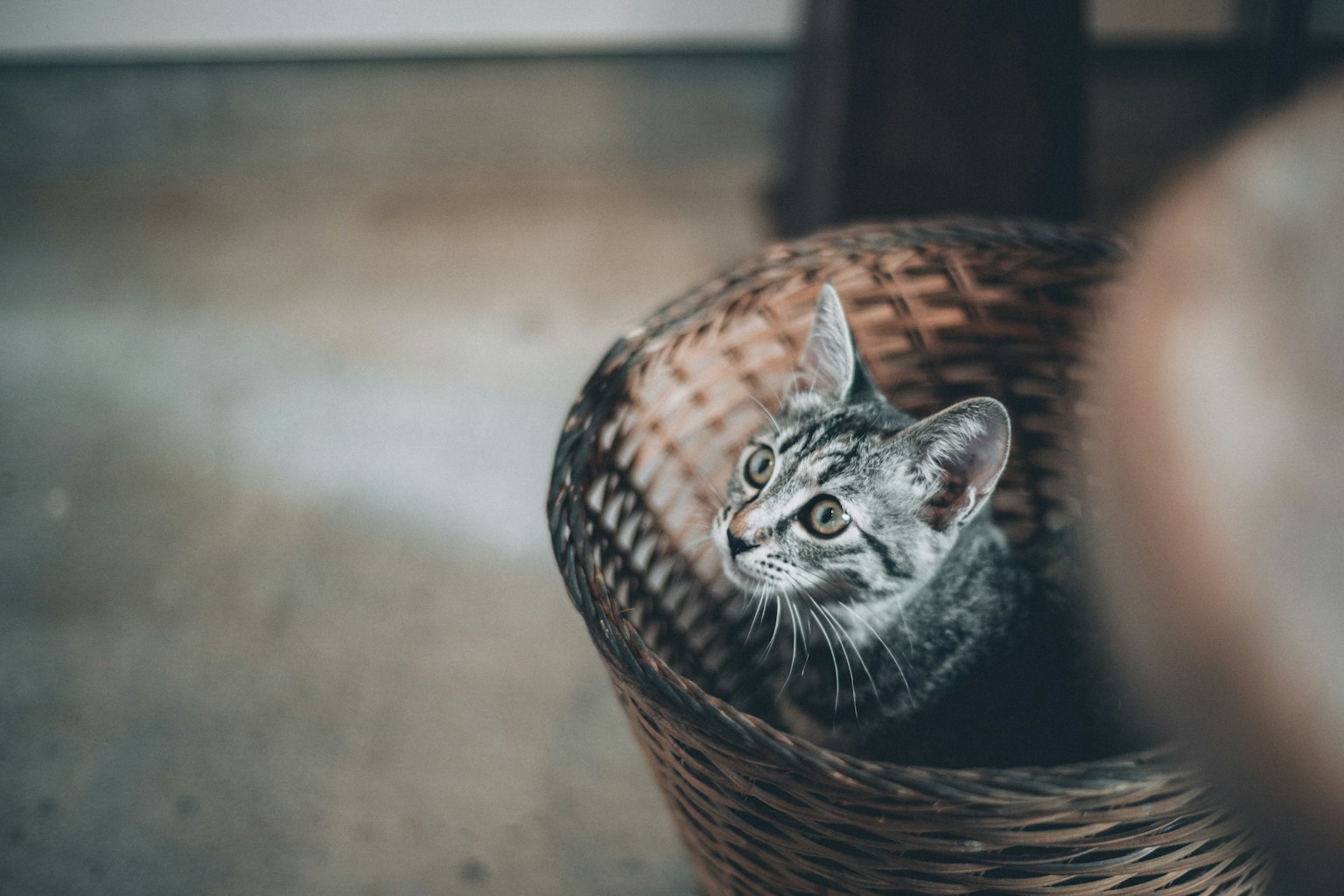 Cute cat sitting in a woven basket
