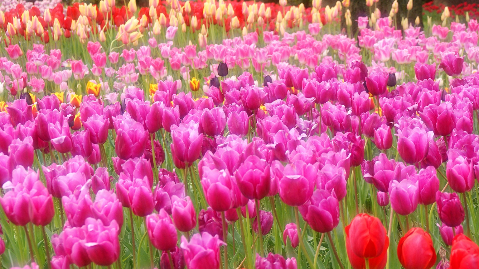 ทุ่งทิวลิปที่มีสีสันสดใสเต็มไปด้วยดอกไม้สีชมพูและสีแดง