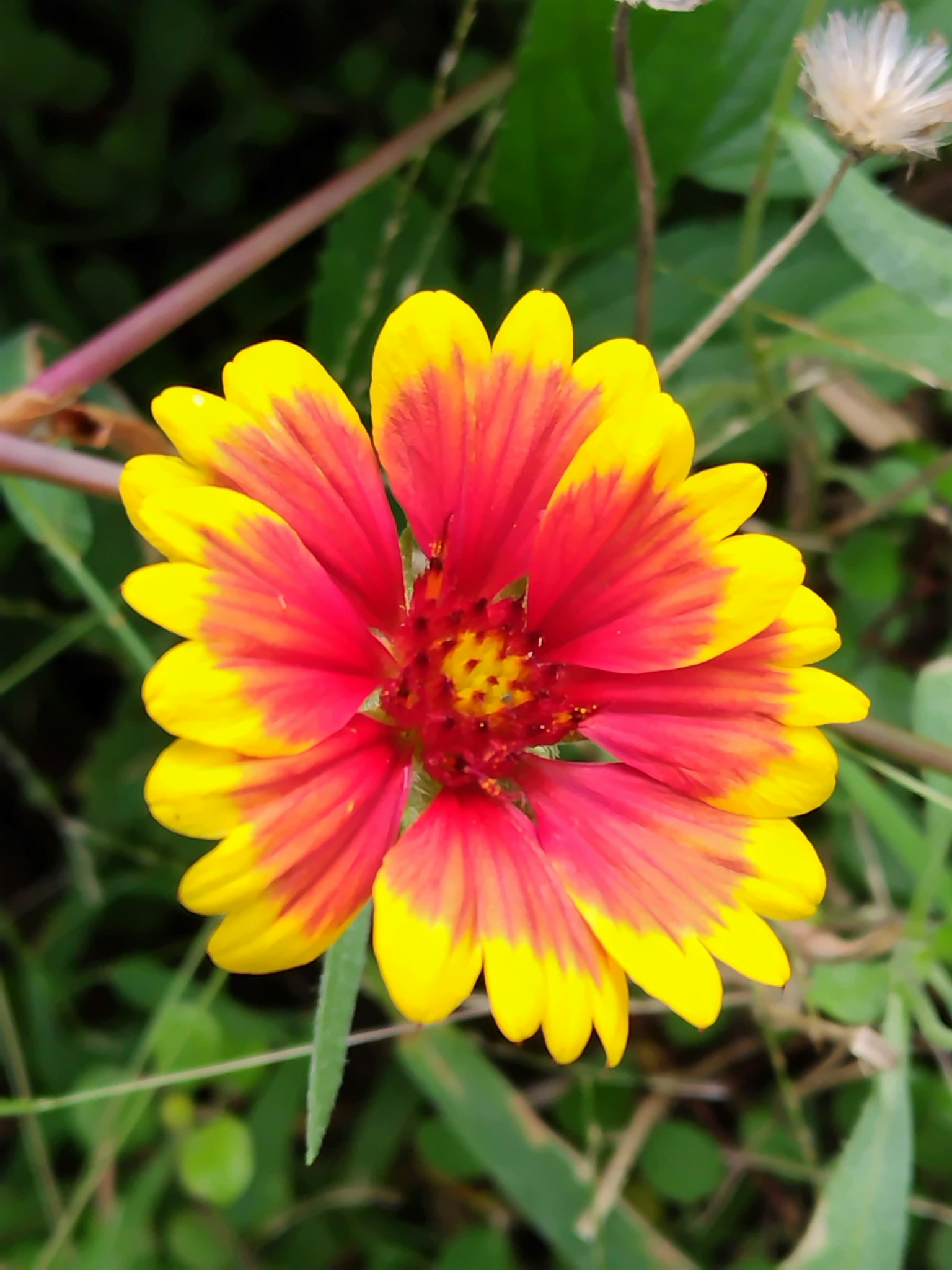 Fleur rouge et jaune vibrante entourée de feuilles vertes
