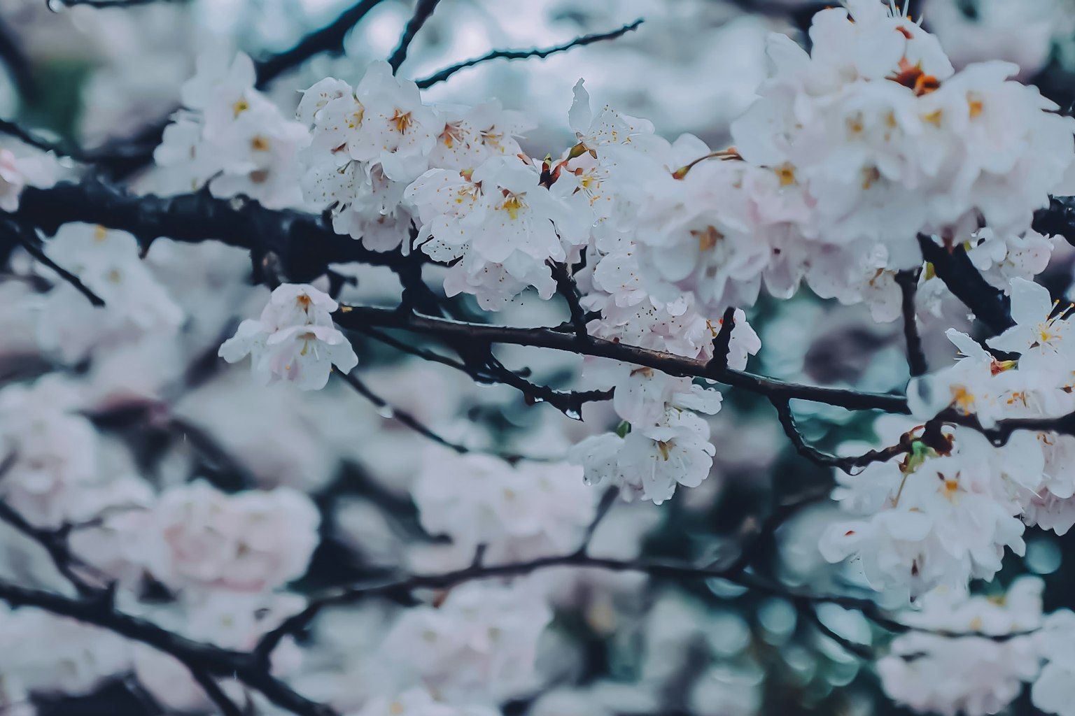 Gros plan de branches de cerisier avec de délicates fleurs blanches sur des branches sombres
