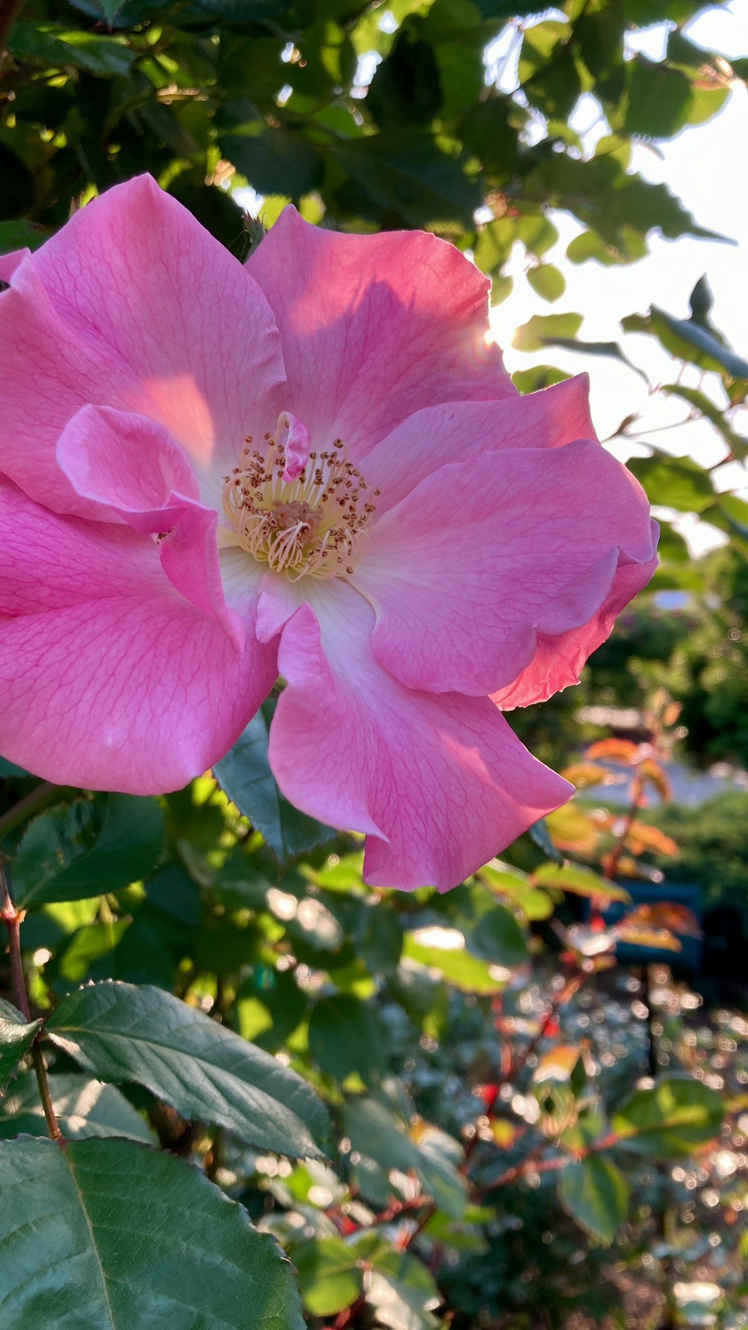 Una flor de rosa rosa floreciendo entre hojas verdes