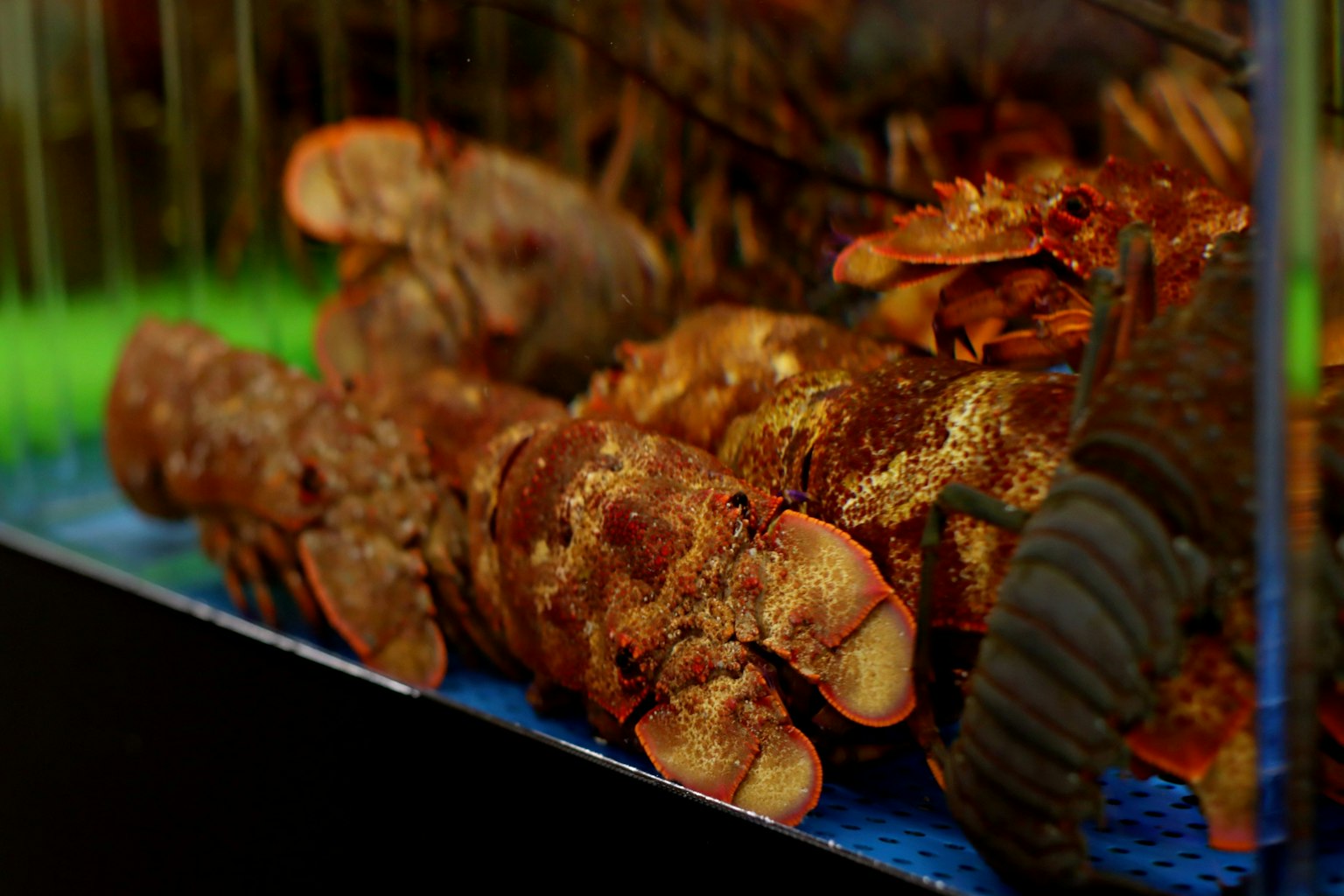 A group of lobsters in a tank with a vibrant green background