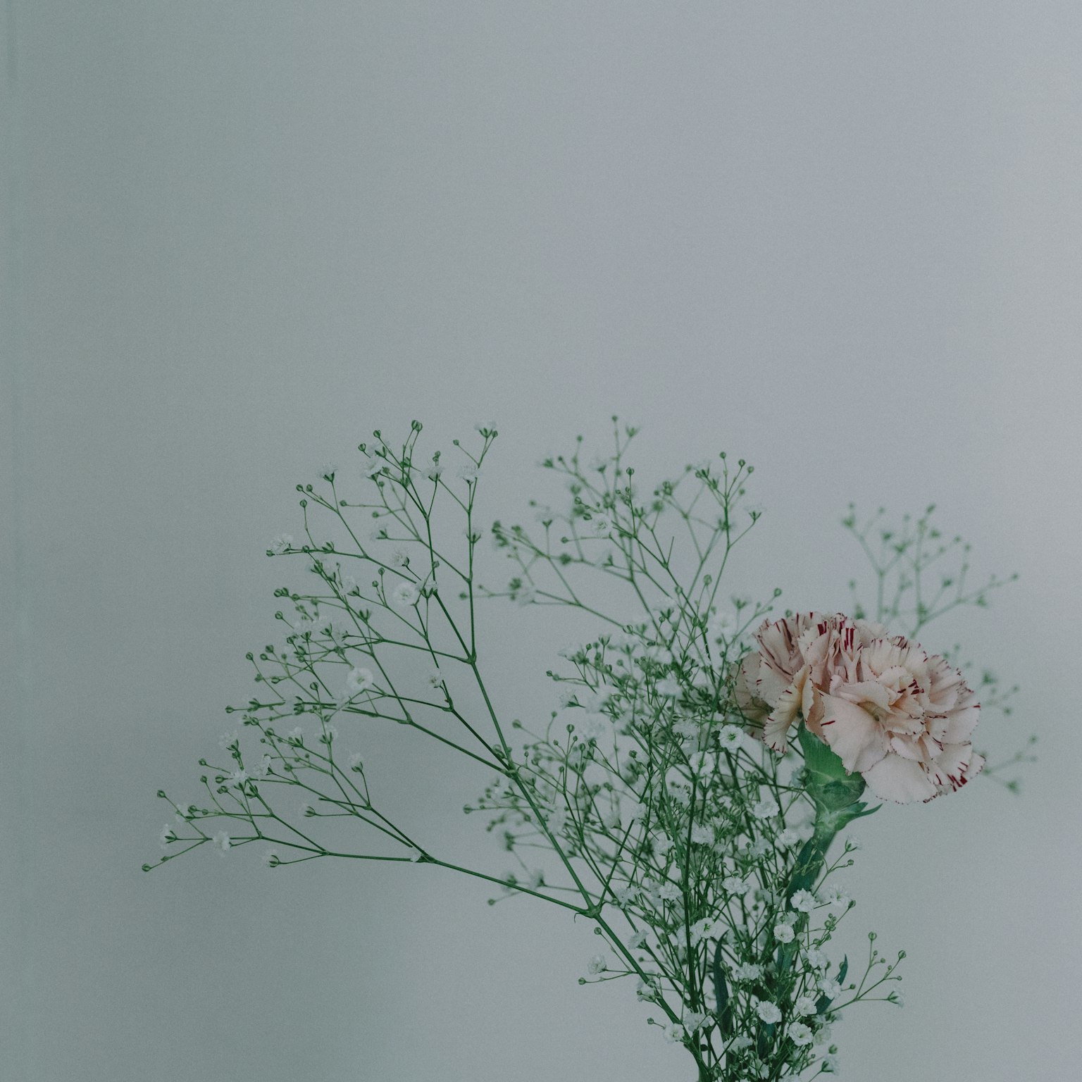 Sebuah buket yang menampilkan anyelir dan baby's breath di latar belakang berwarna lembut