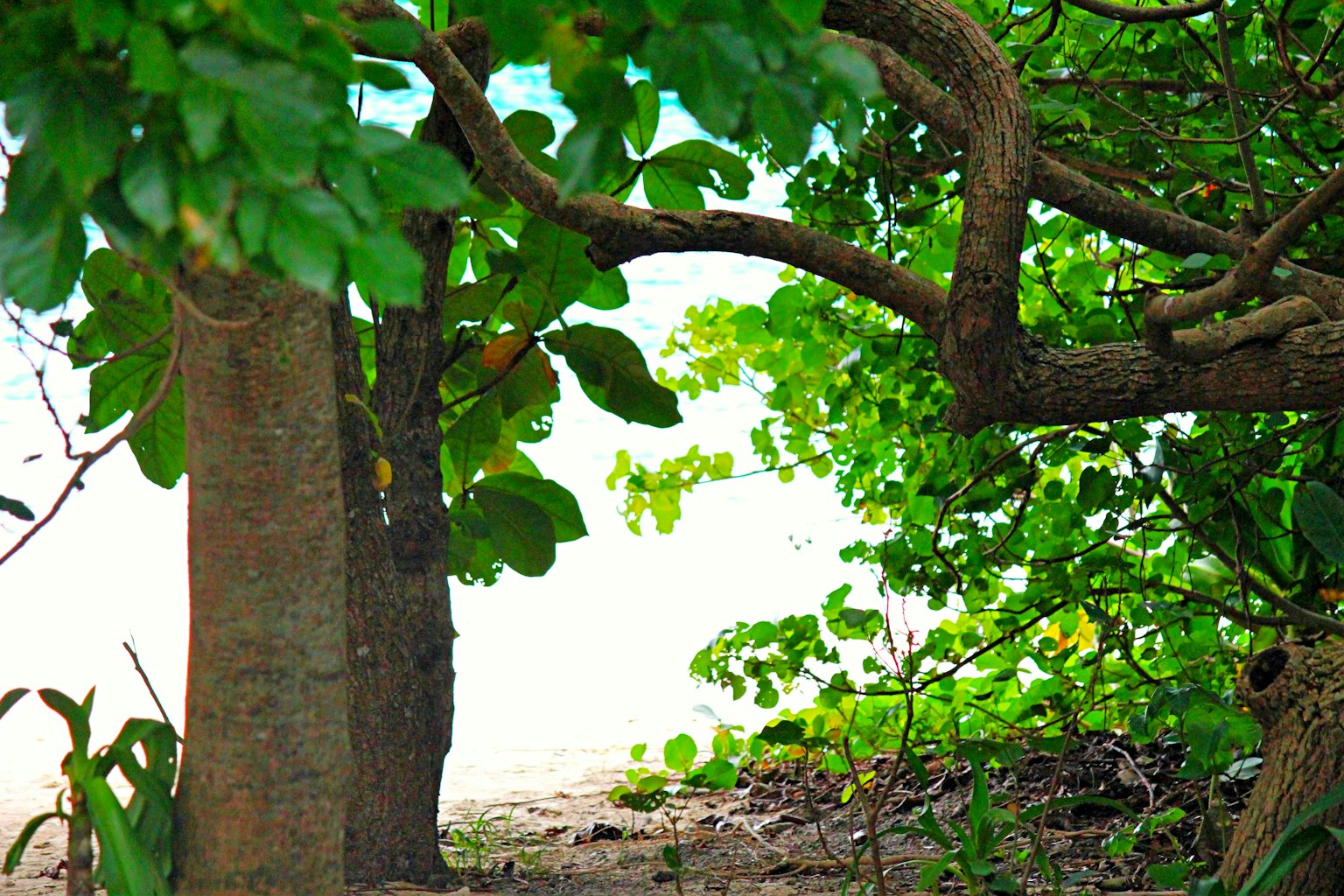 Árboles verdes exuberantes enmarcando una vista serena de la playa