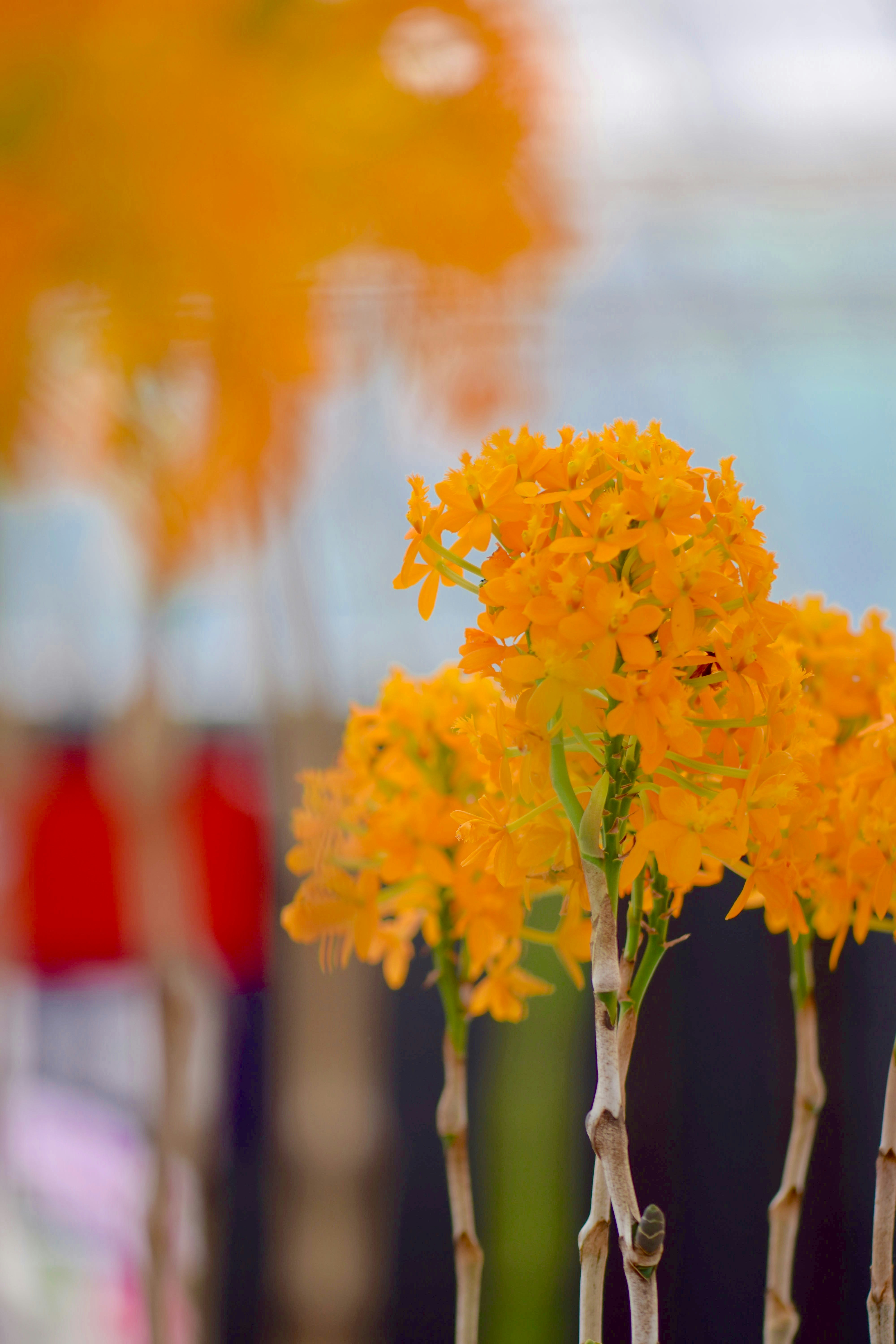 オレンジの花束のような花と花瓶のある室内