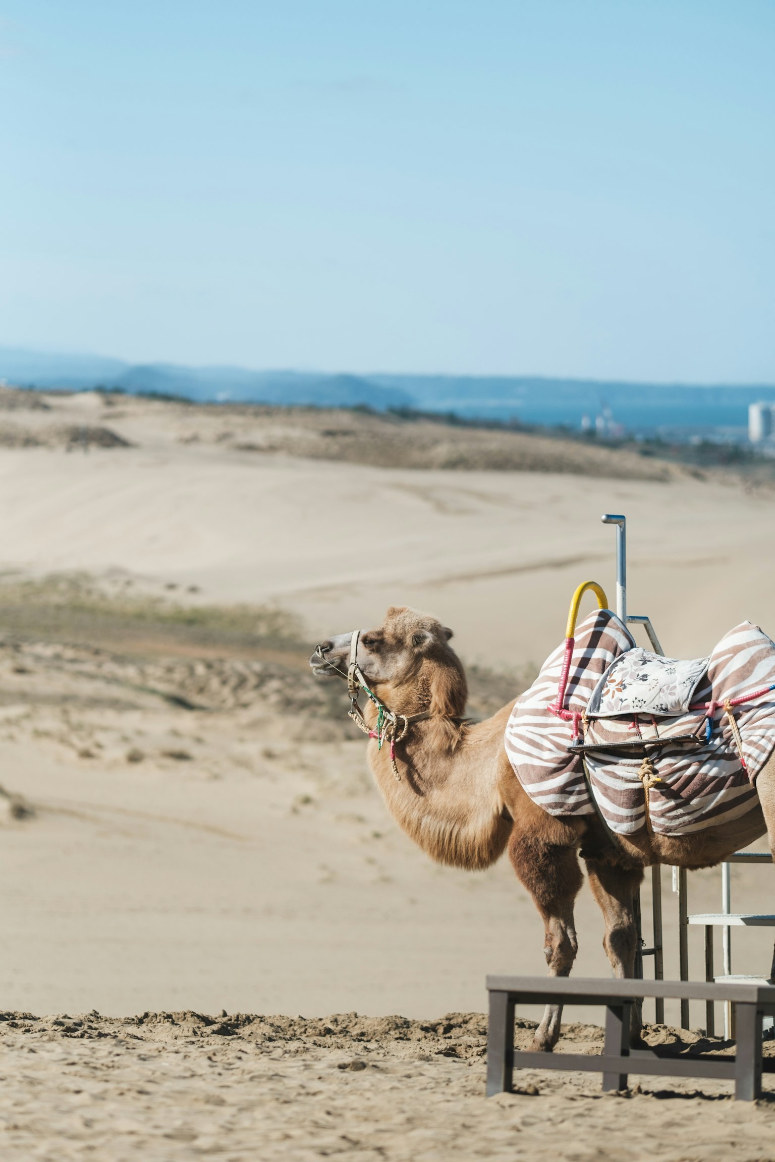 Camel che trasporta carico in un paesaggio desertico