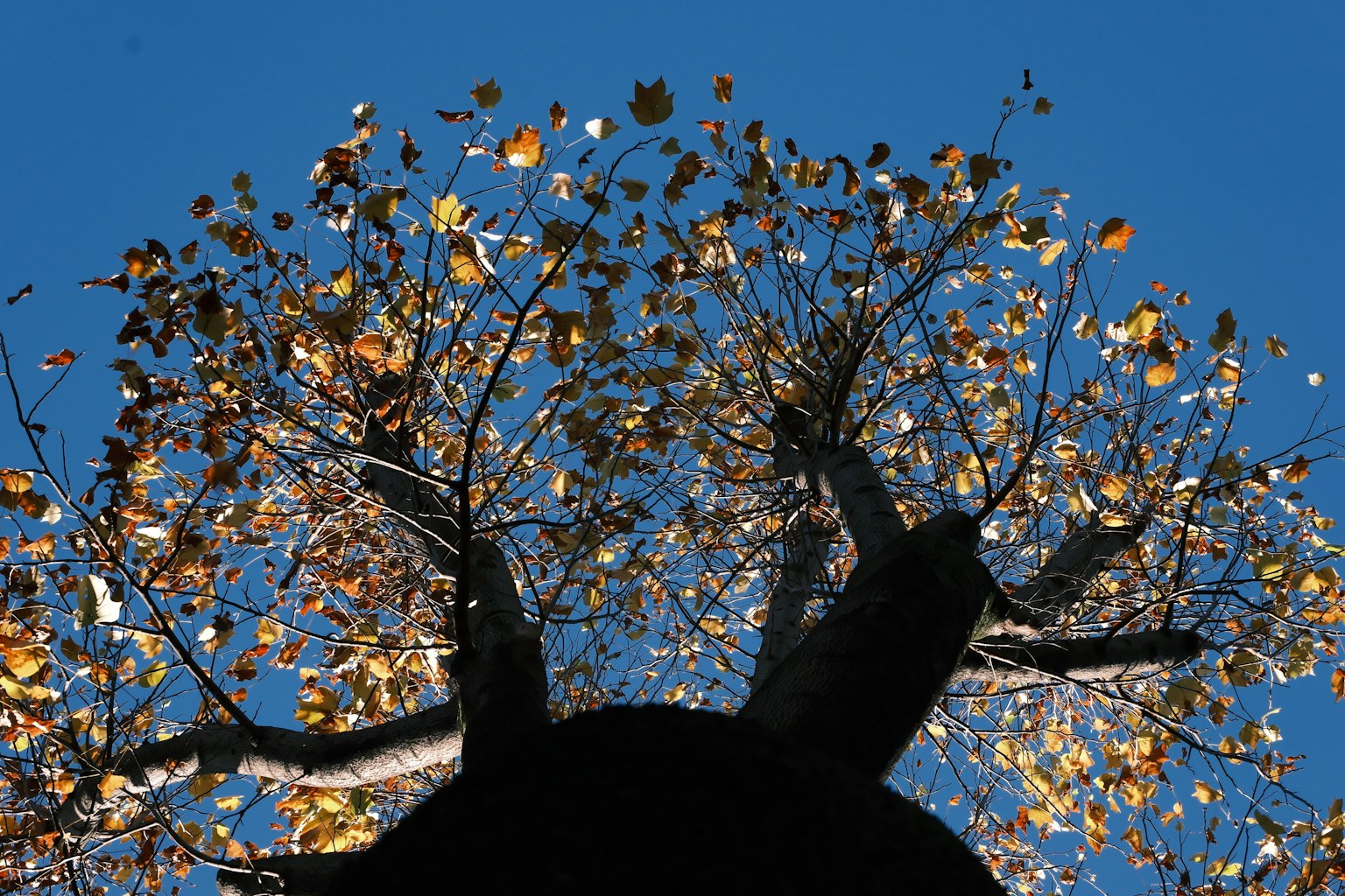 Blick von unten auf einen Baum mit verstreuten Herbstblättern vor einem blauen Himmel