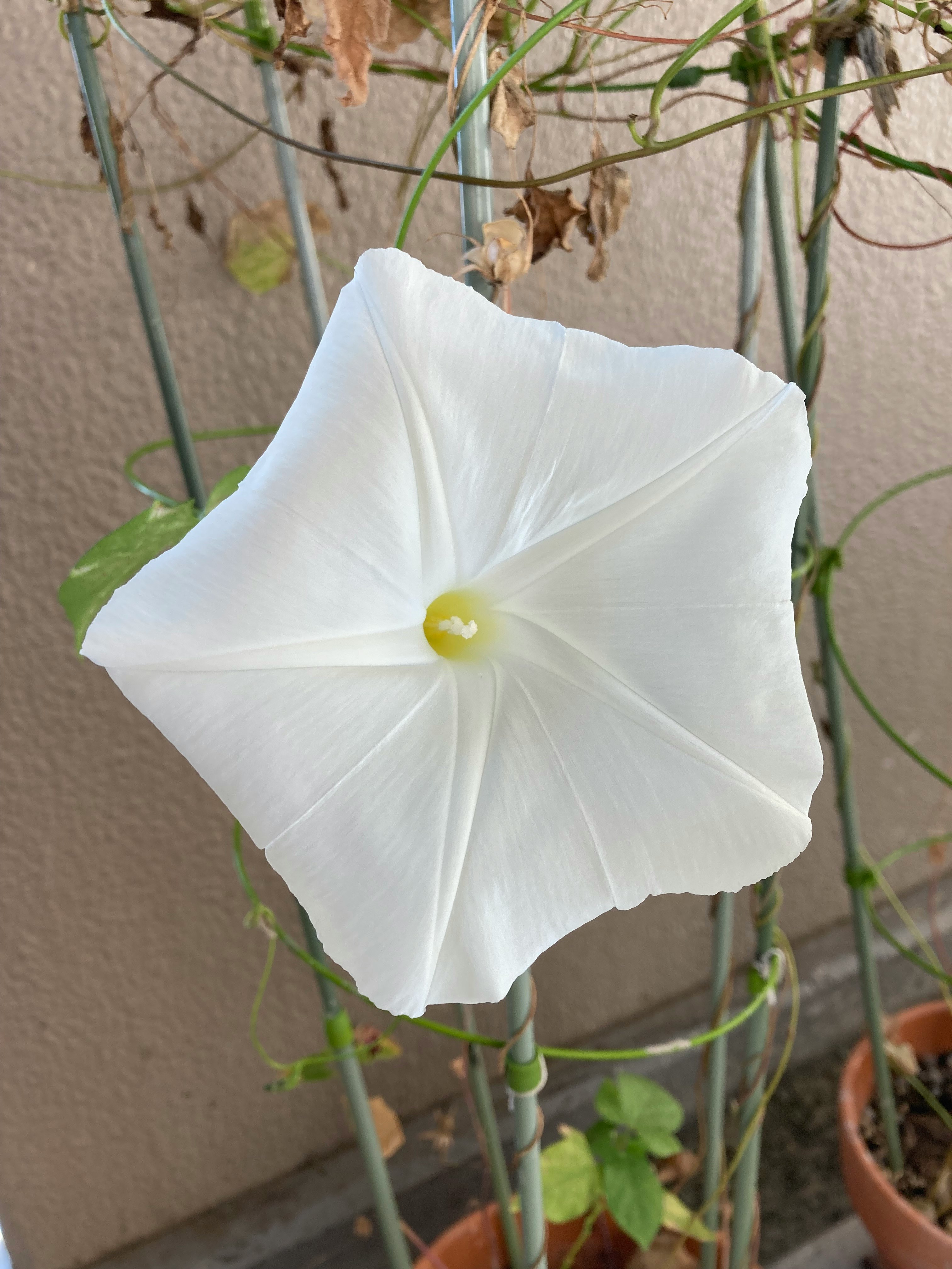 白いアサガオの花が絡む支柱とつるのある鉢植えの風景