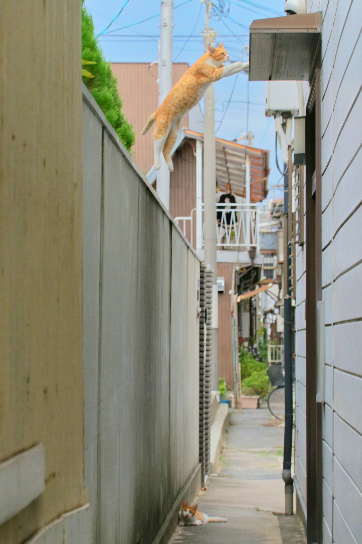 一只猫在狭窄的巷子里跳过篱笆