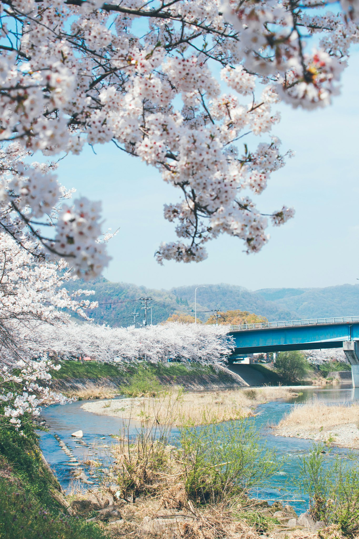 川沿いの桜並木と橋のある春景色