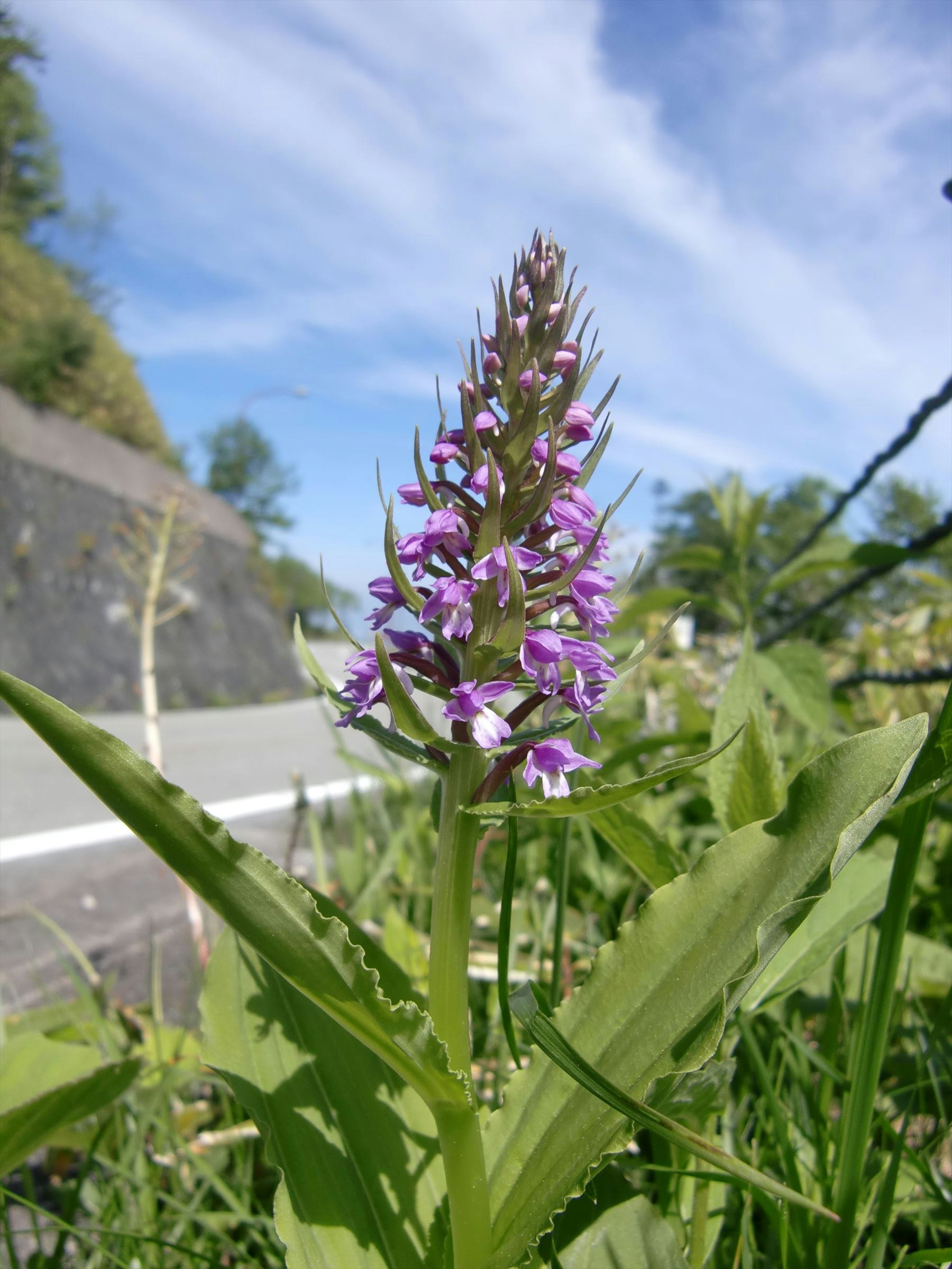 青空の下で咲く紫の花と緑の葉