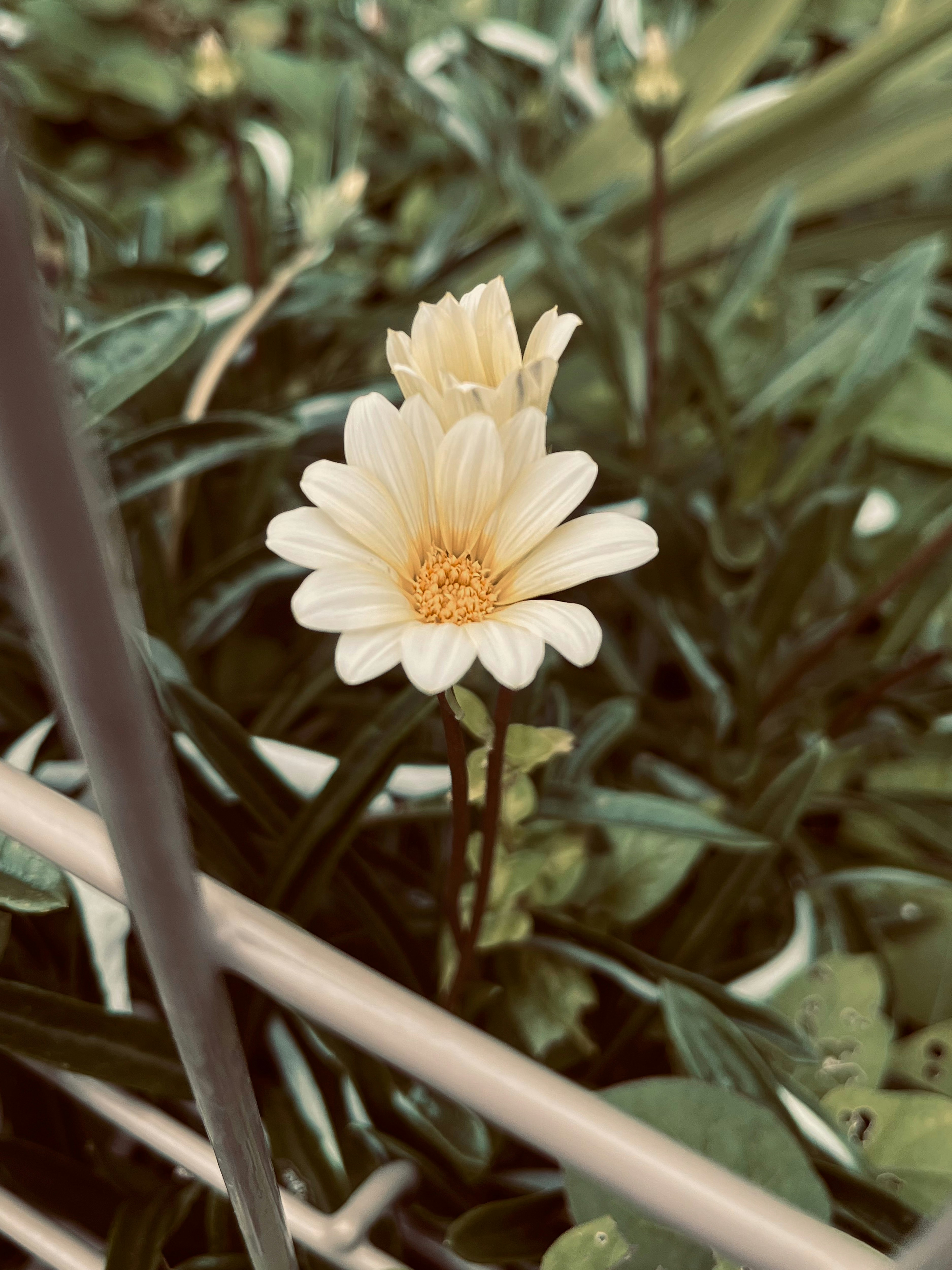 宿根ガザニアの白い花が群生する庭の草花